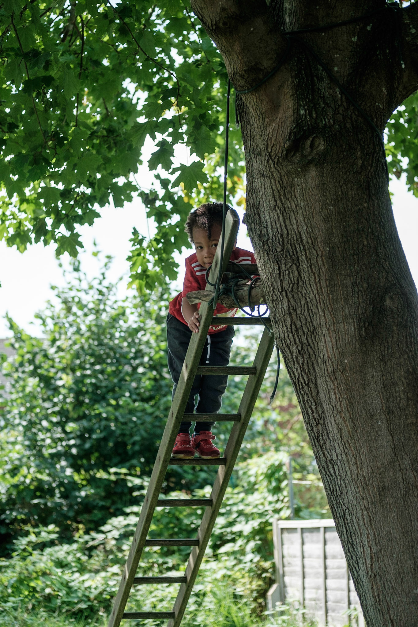 Up the ladder on the tree
