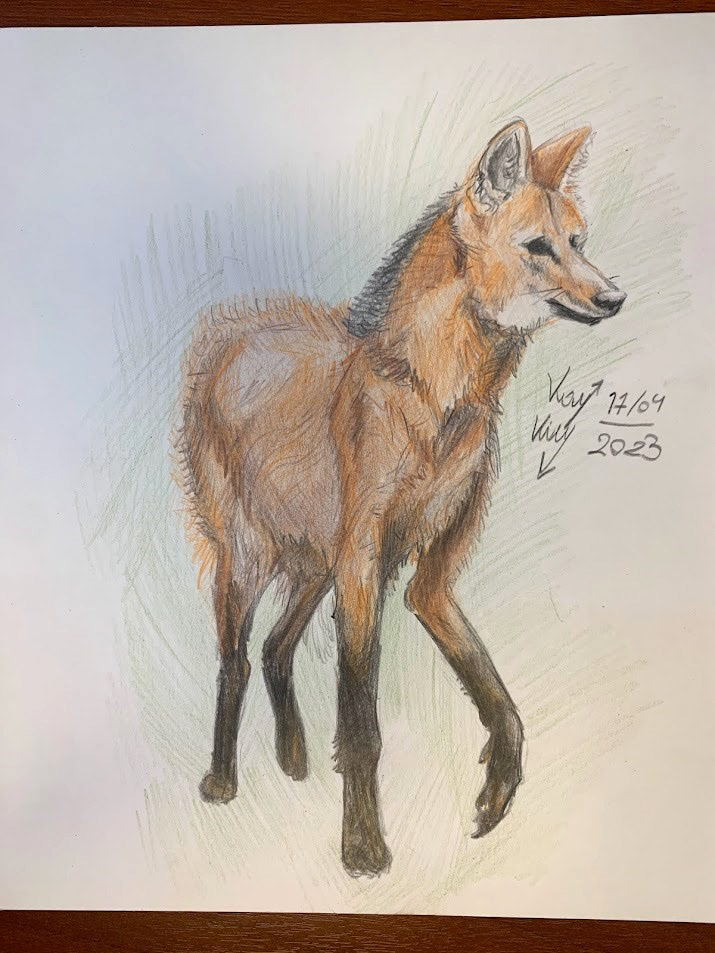 Maned wolf