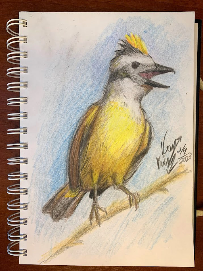 Great kiskadee