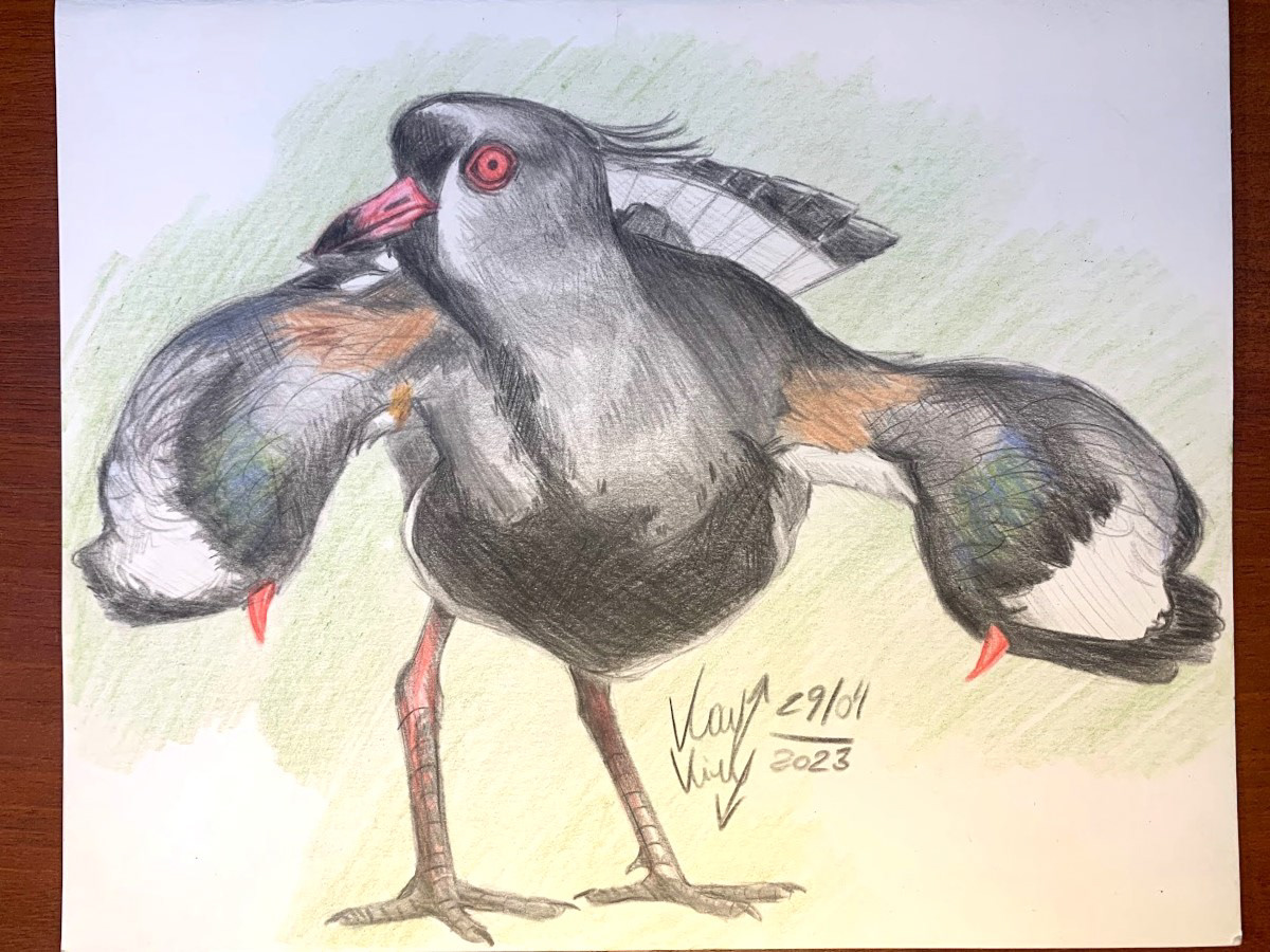 Southern lapwing