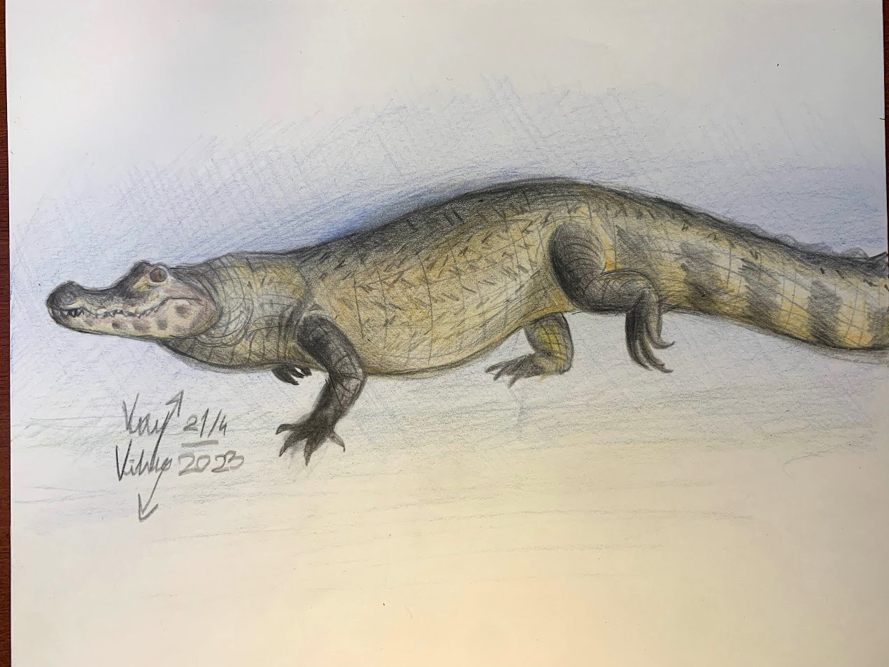 Caiman yacare