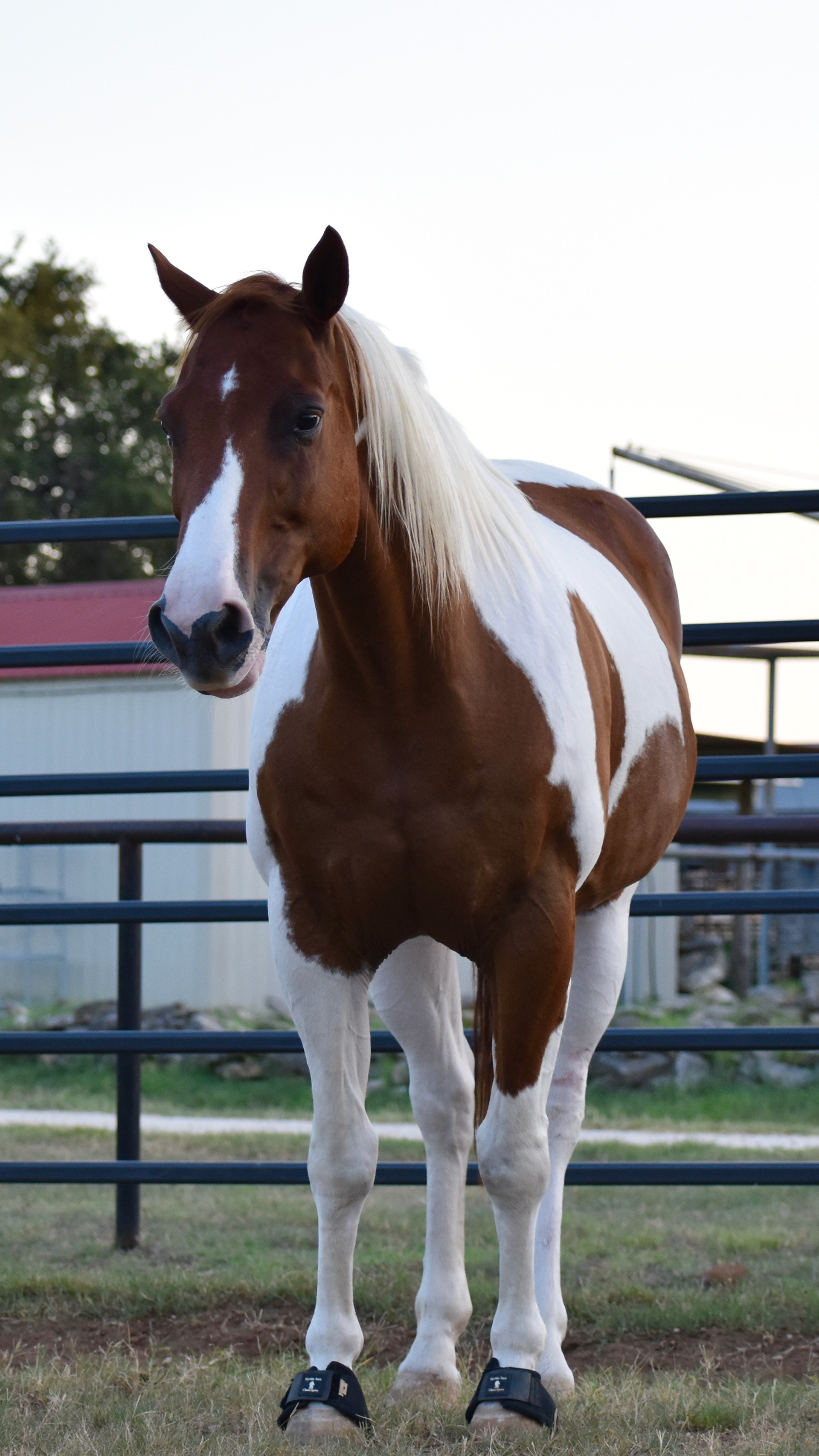 Horse Photography