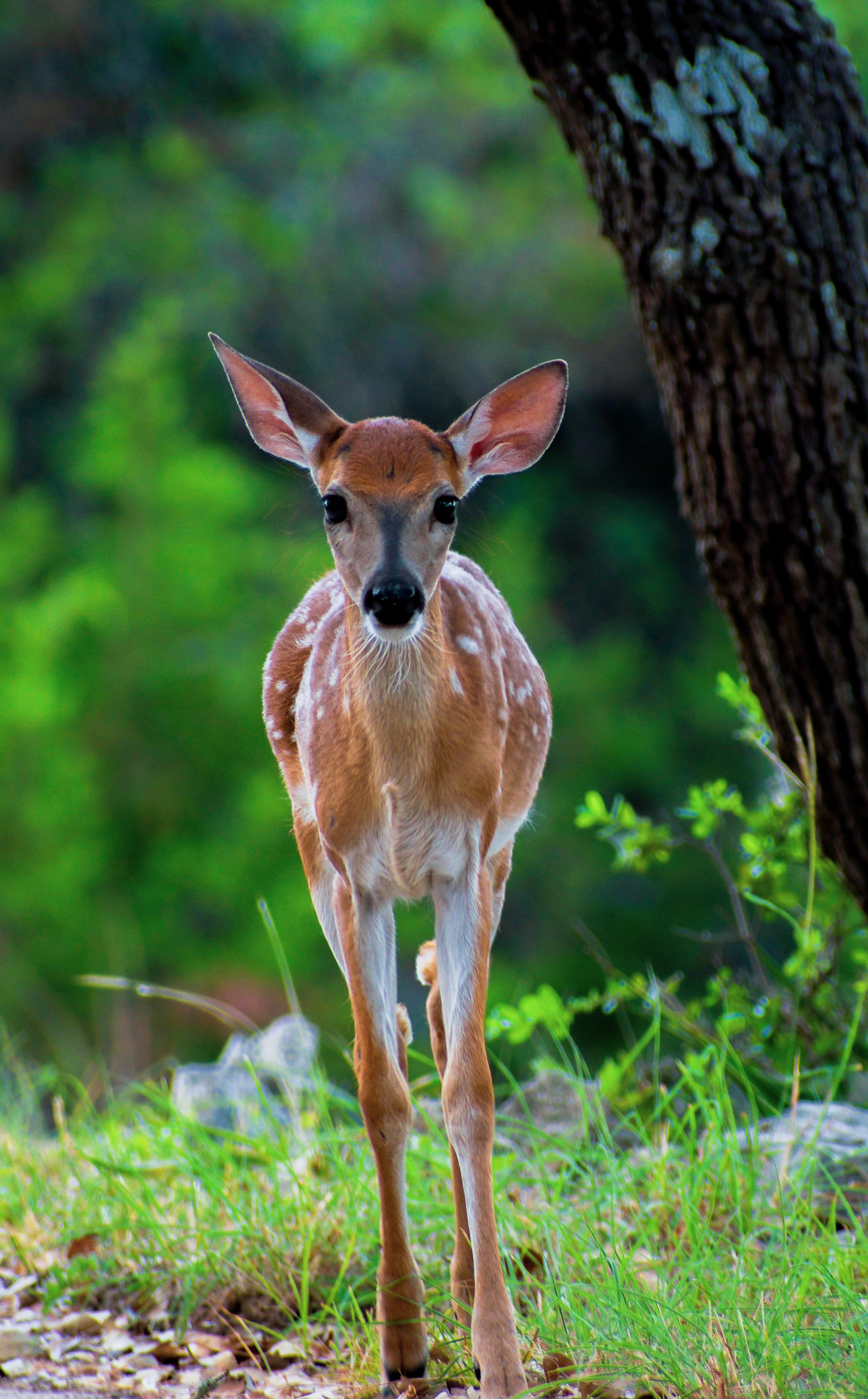 Wildlife Photography