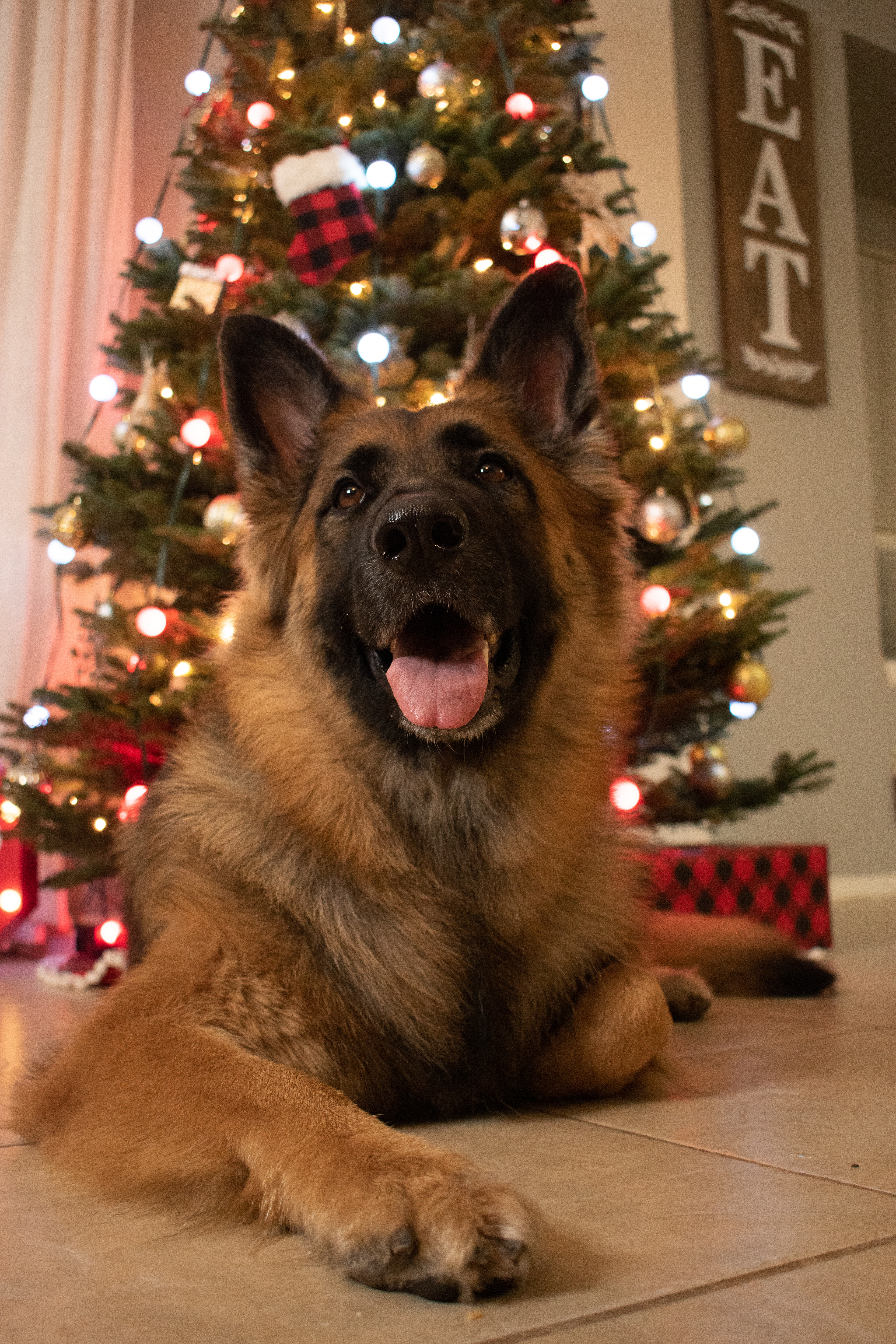 Pet Photography
