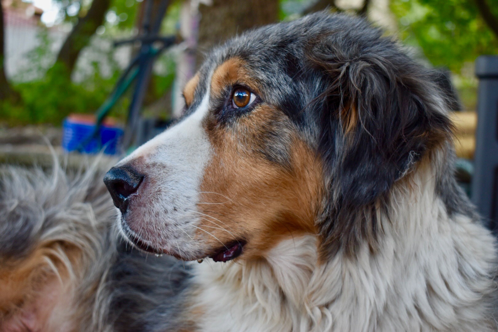 Pet Photography