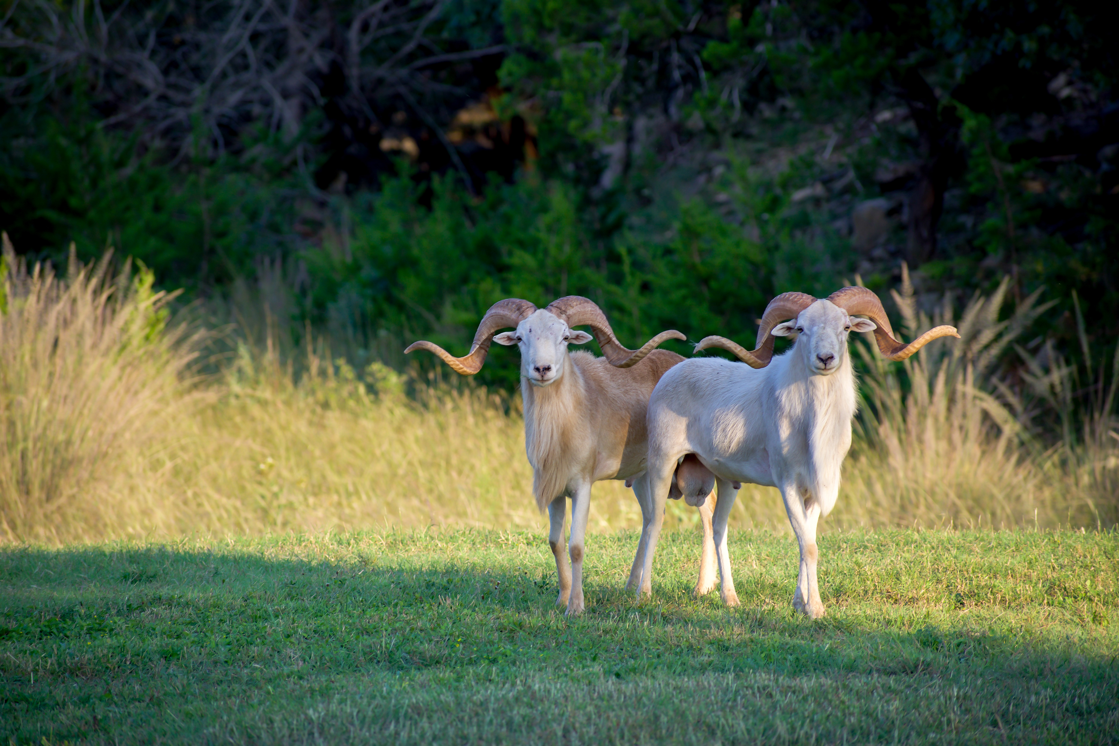 Wildlife Photography