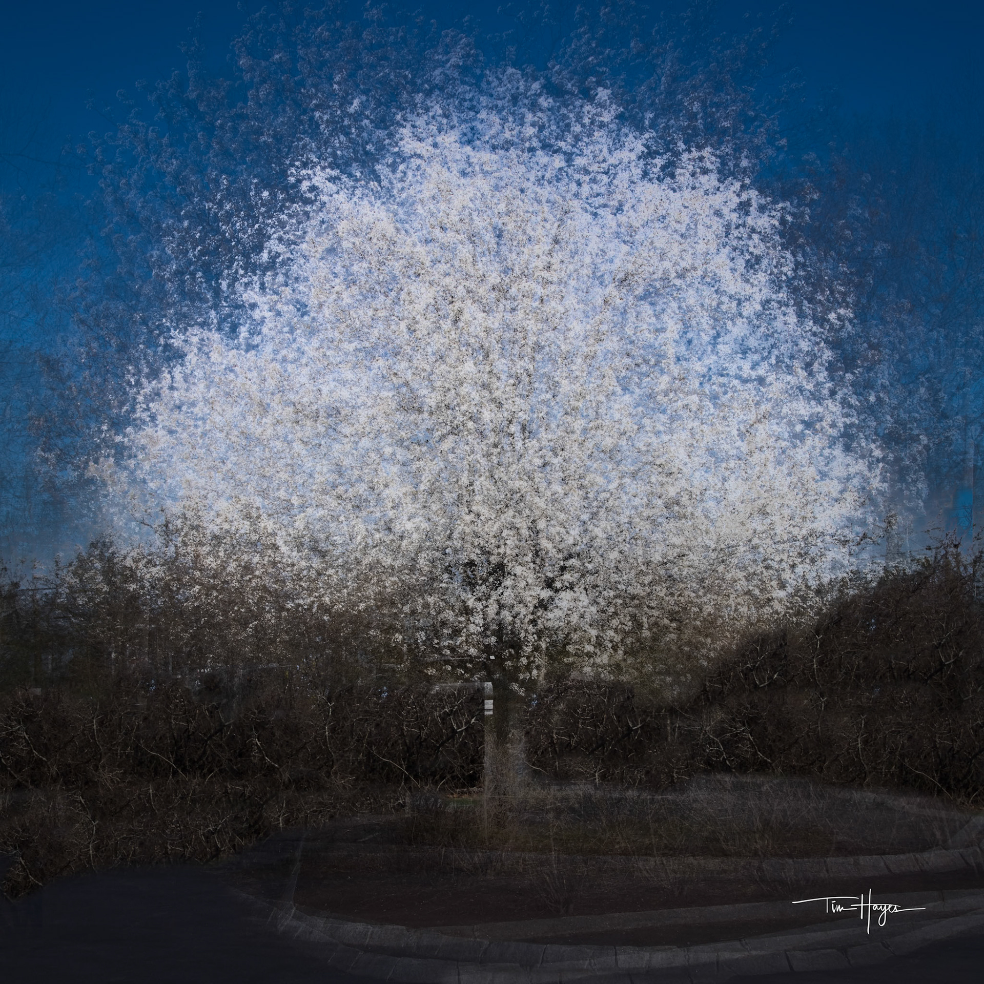 White flowered tree-2