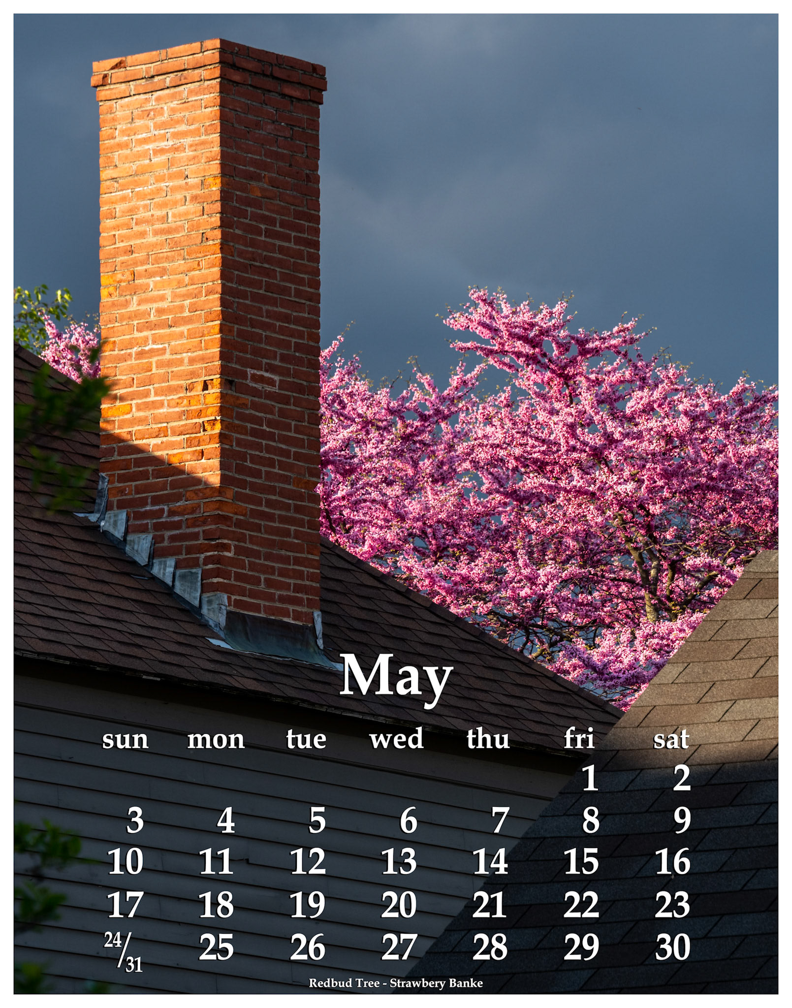 Flowering Redbud tree.