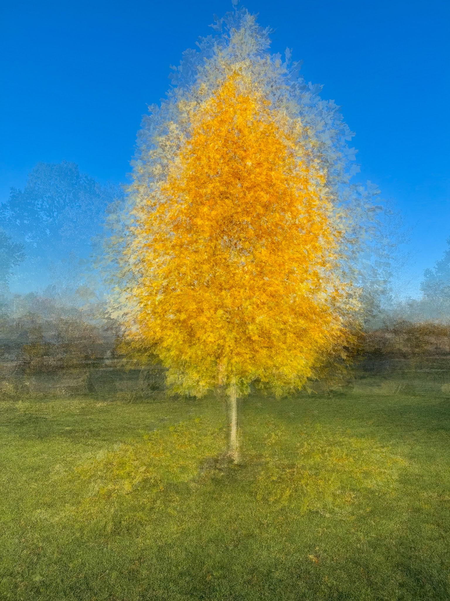 Fall tree