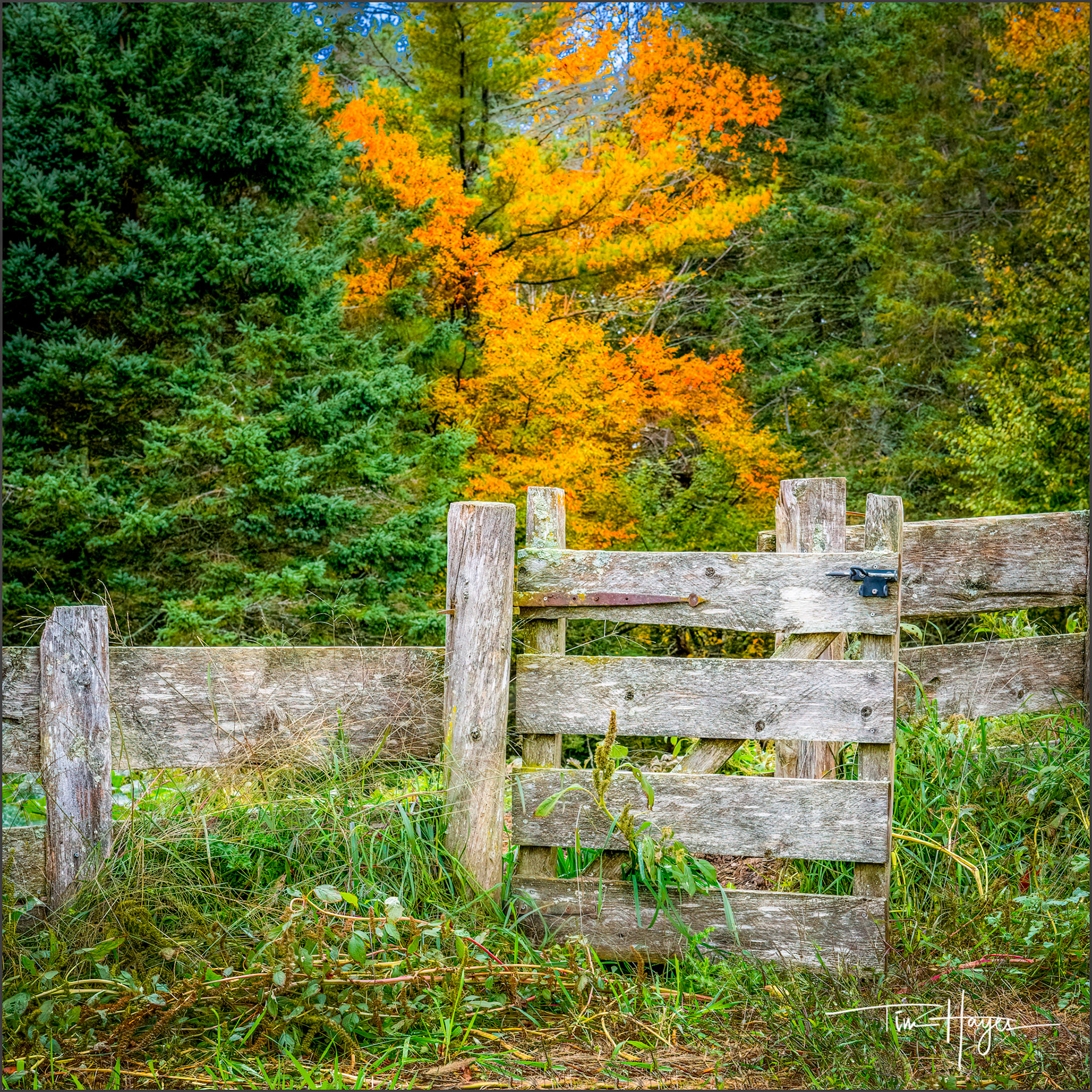 Wooden Gate, Maine