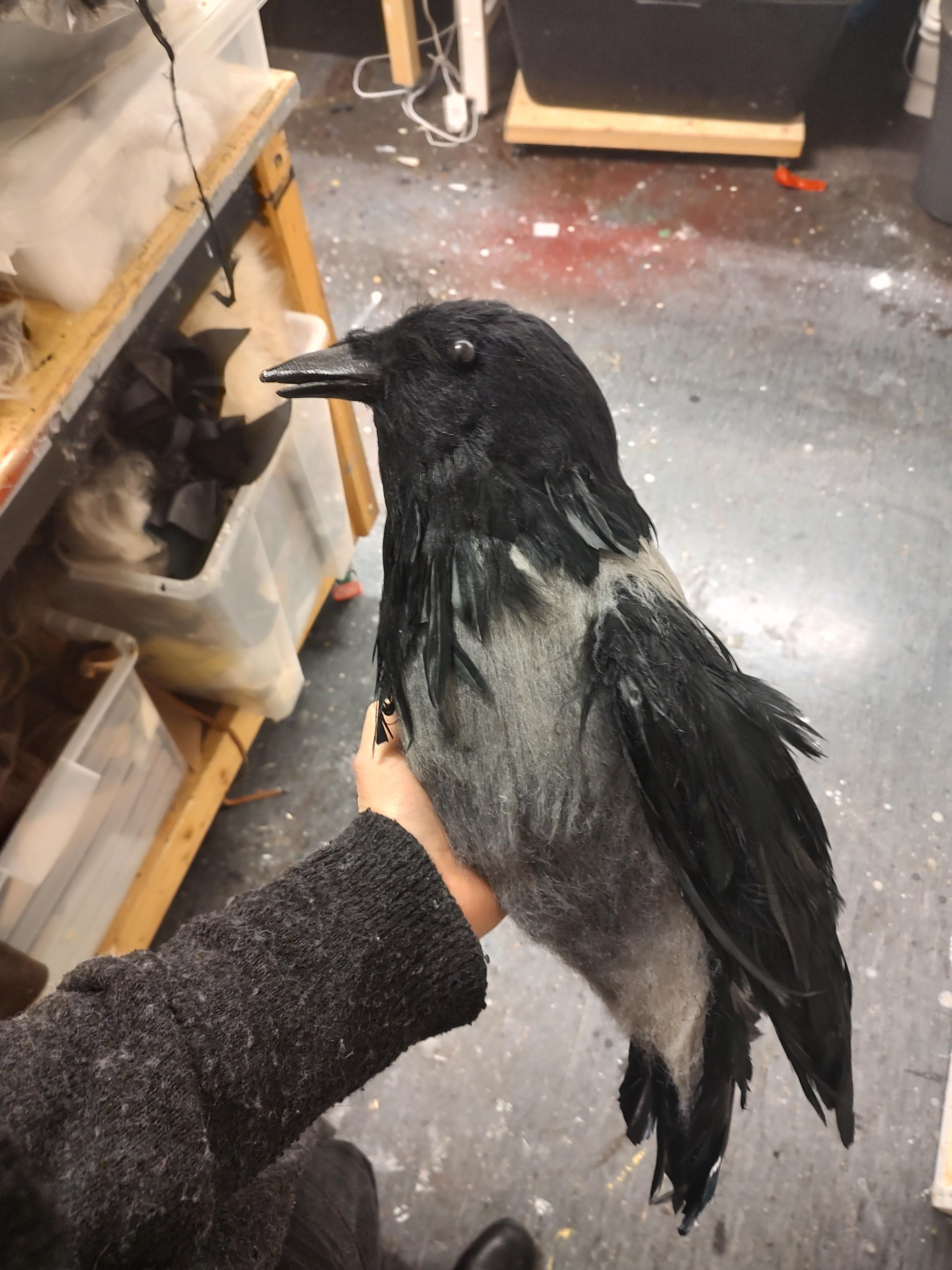 Hooded crow