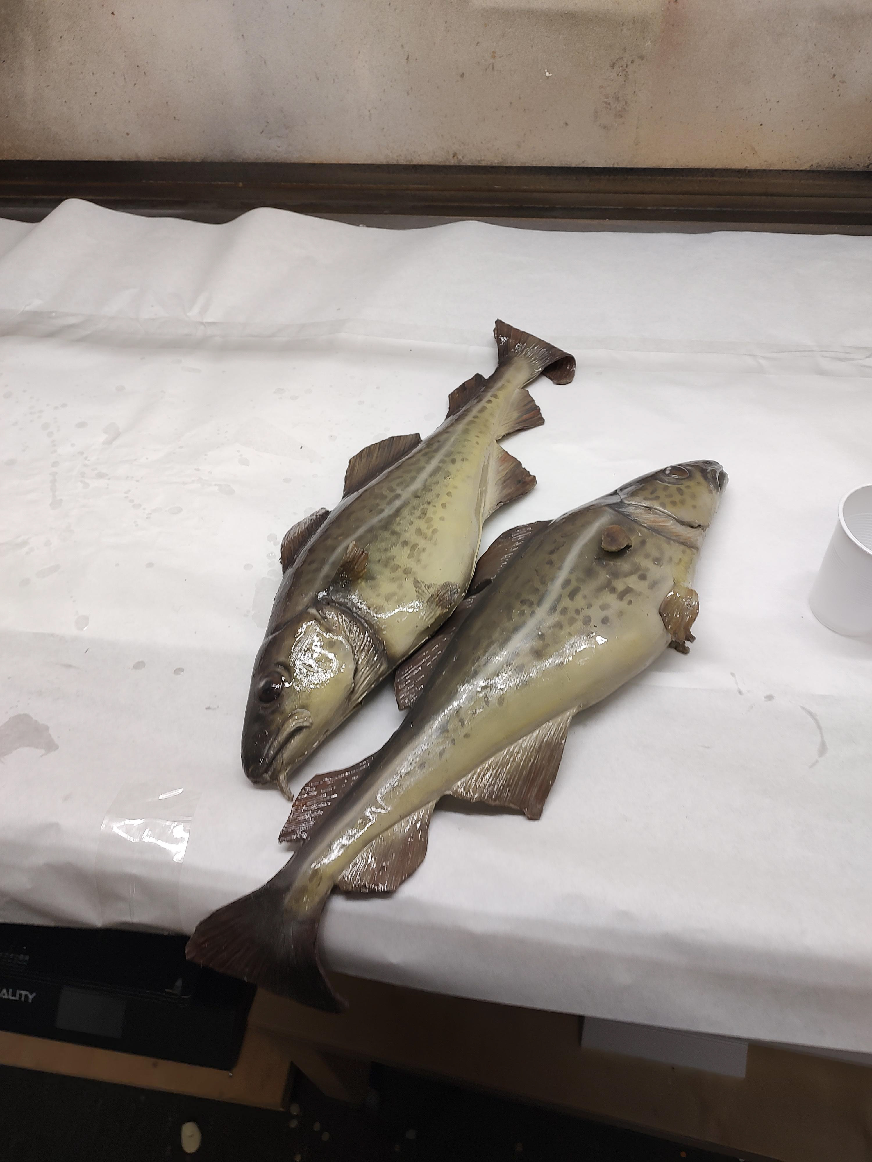 Silicone cod.