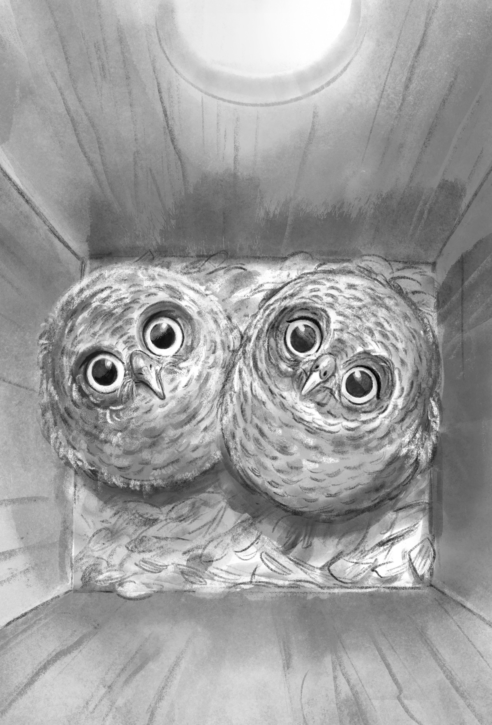 Interior Illustration for Wildlife Rescue: How to Save and Owl