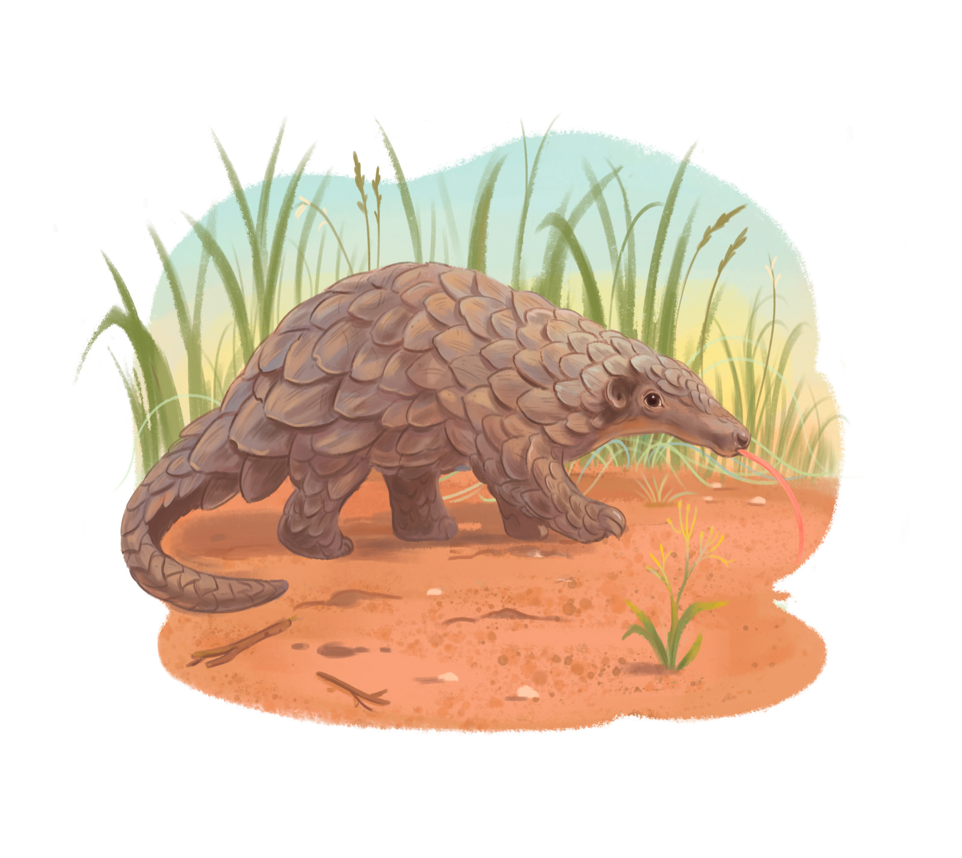 Pangolin
