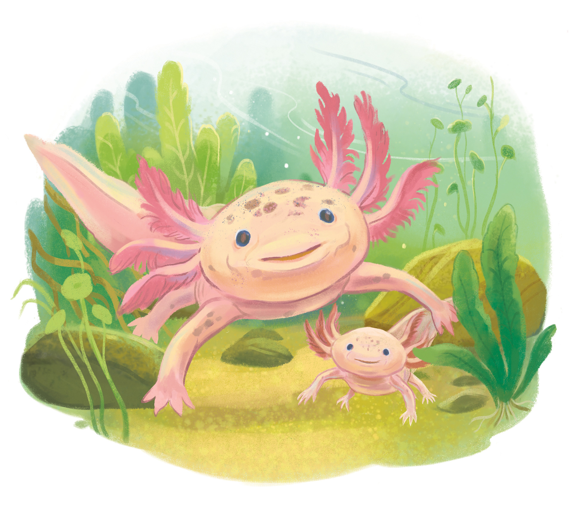 Axolotl