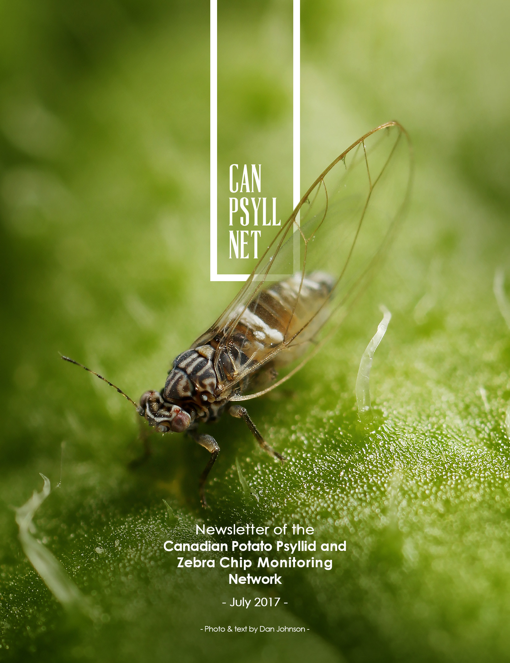 Newsletter of the Canadian Potato Psyllids #2 | University of lethbridge