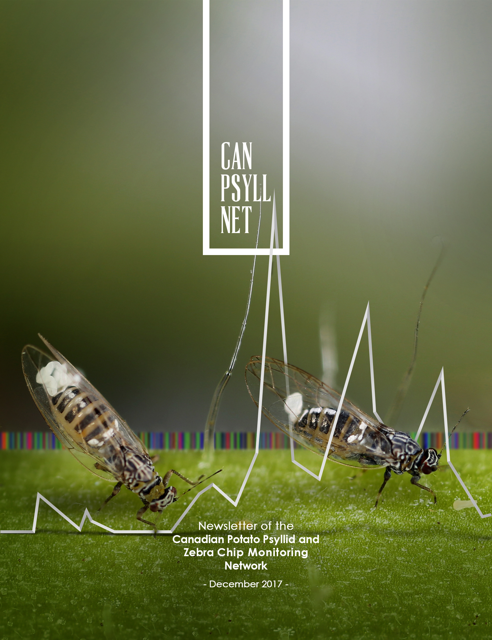 Newsletter of the Canadian Potato Psyllids #3 | University of lethbridge