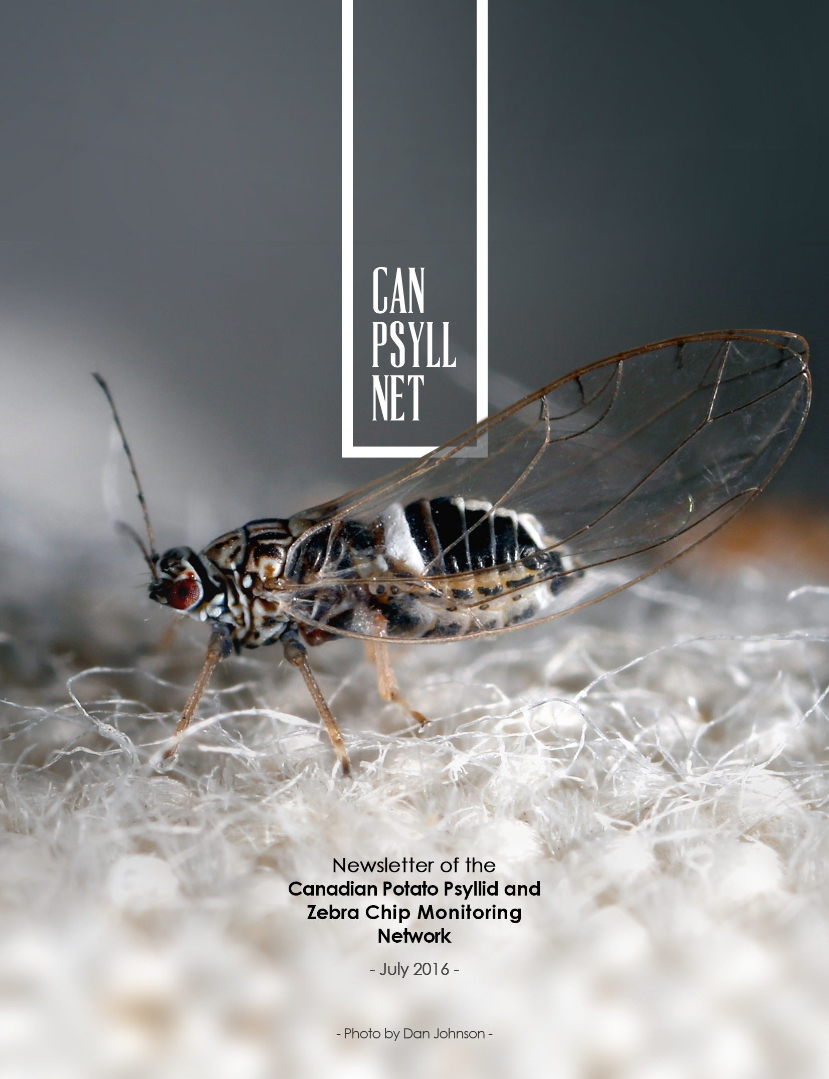 Newsletter of the Canadian Potato Psyllids #1 | University of lethbridge