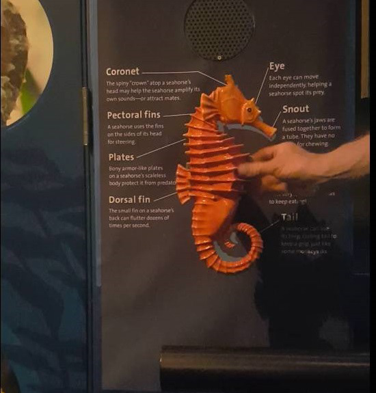 A haptic seahorse model of the exhibition