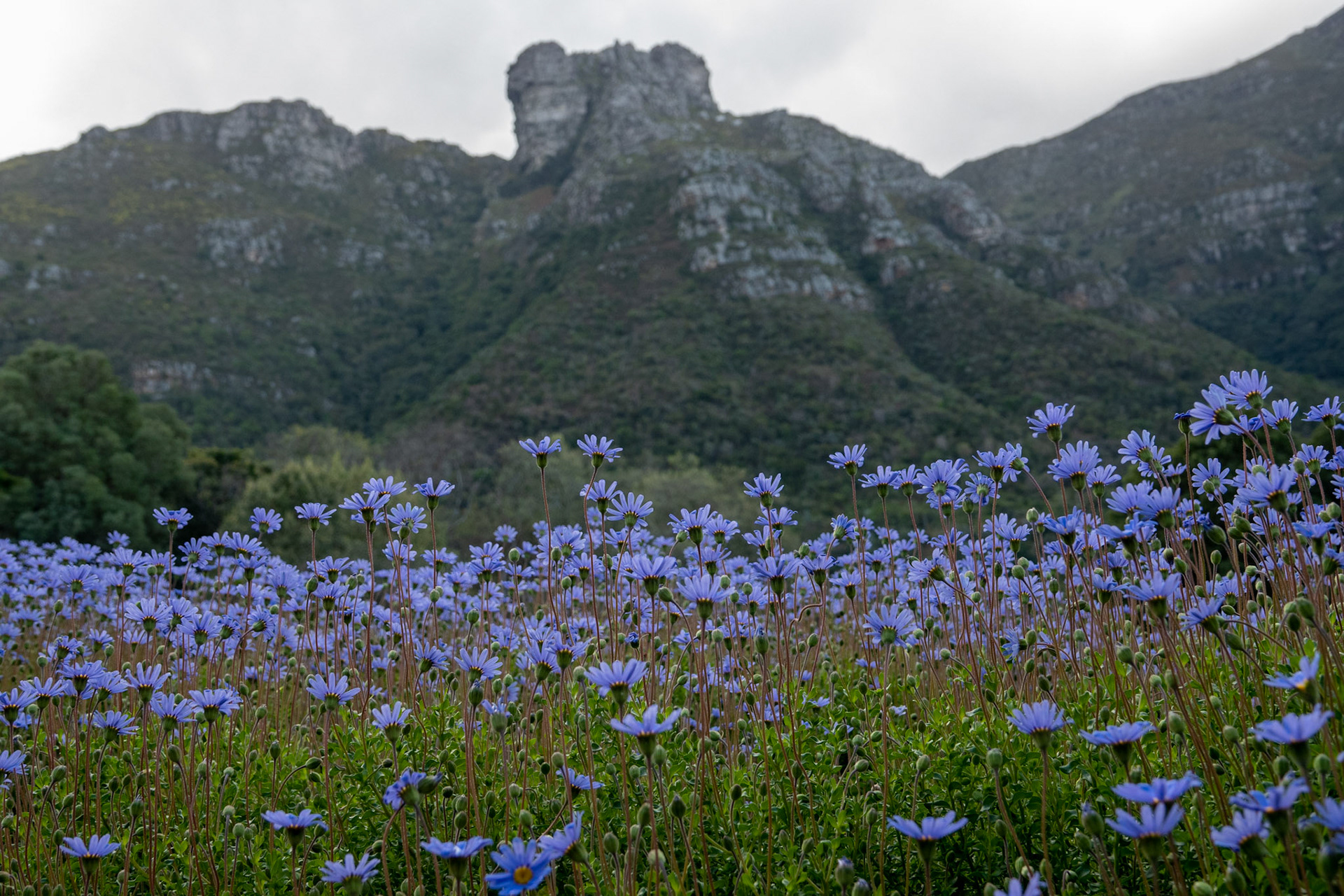 Cape Town