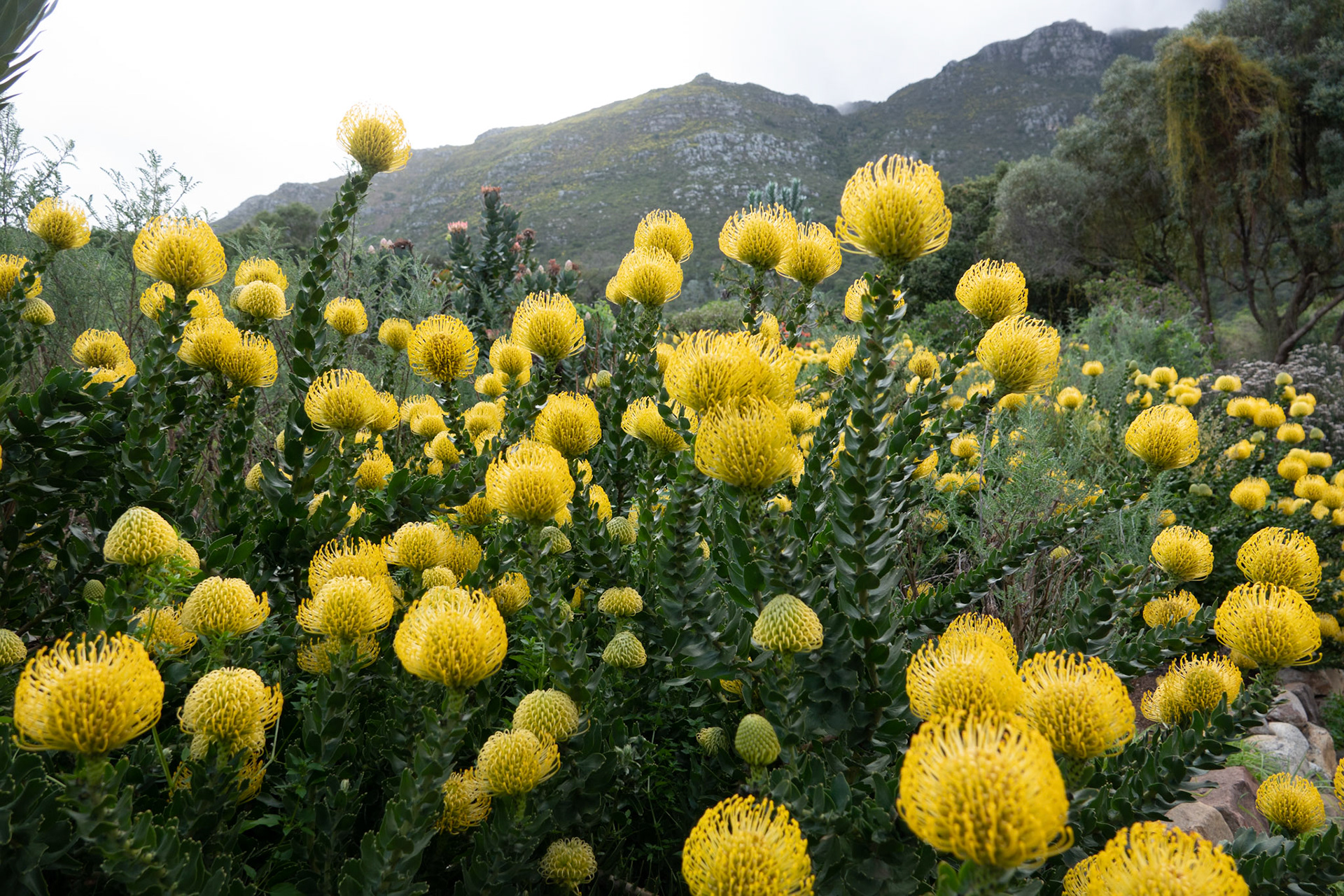 Cape Town