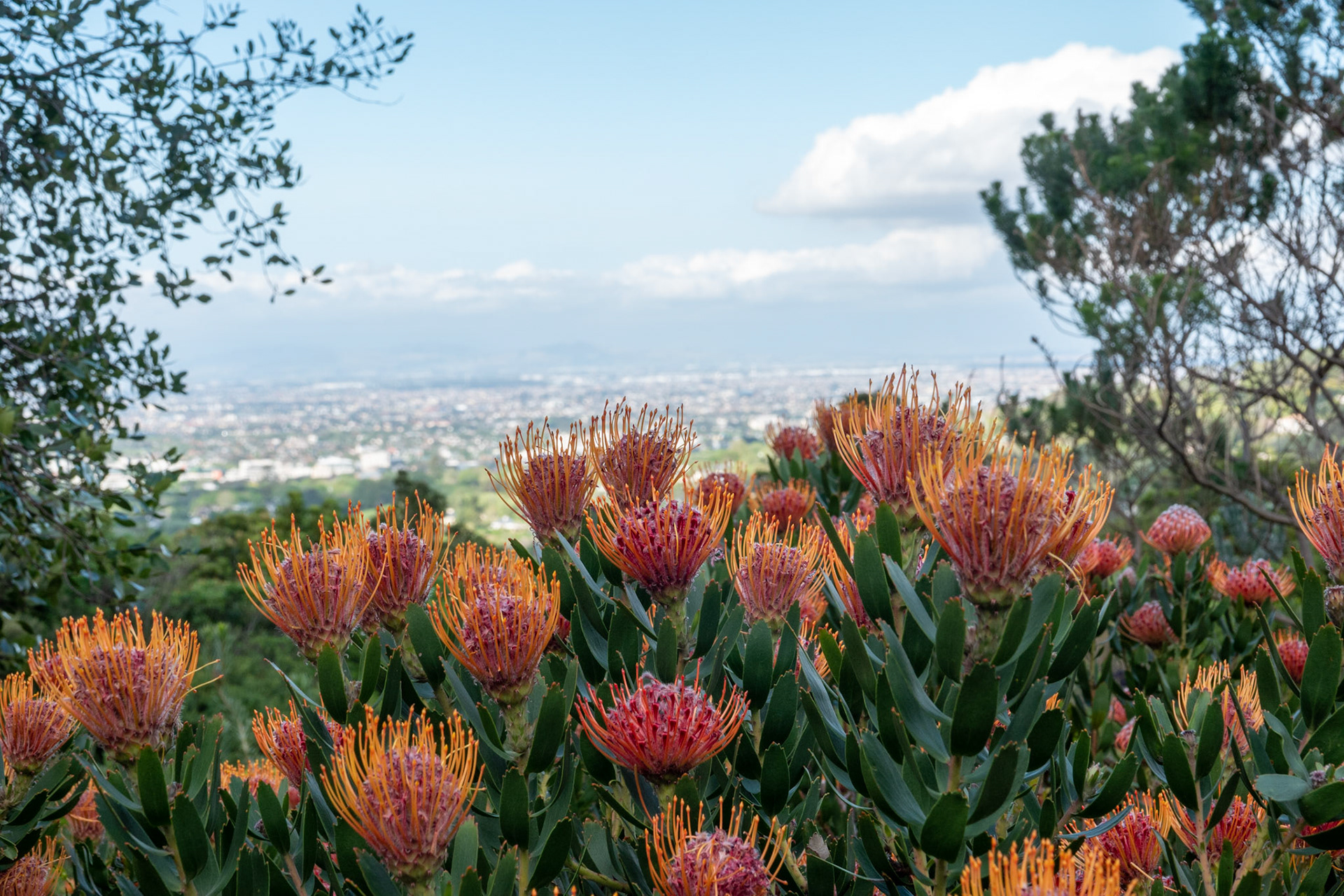 Cape Town