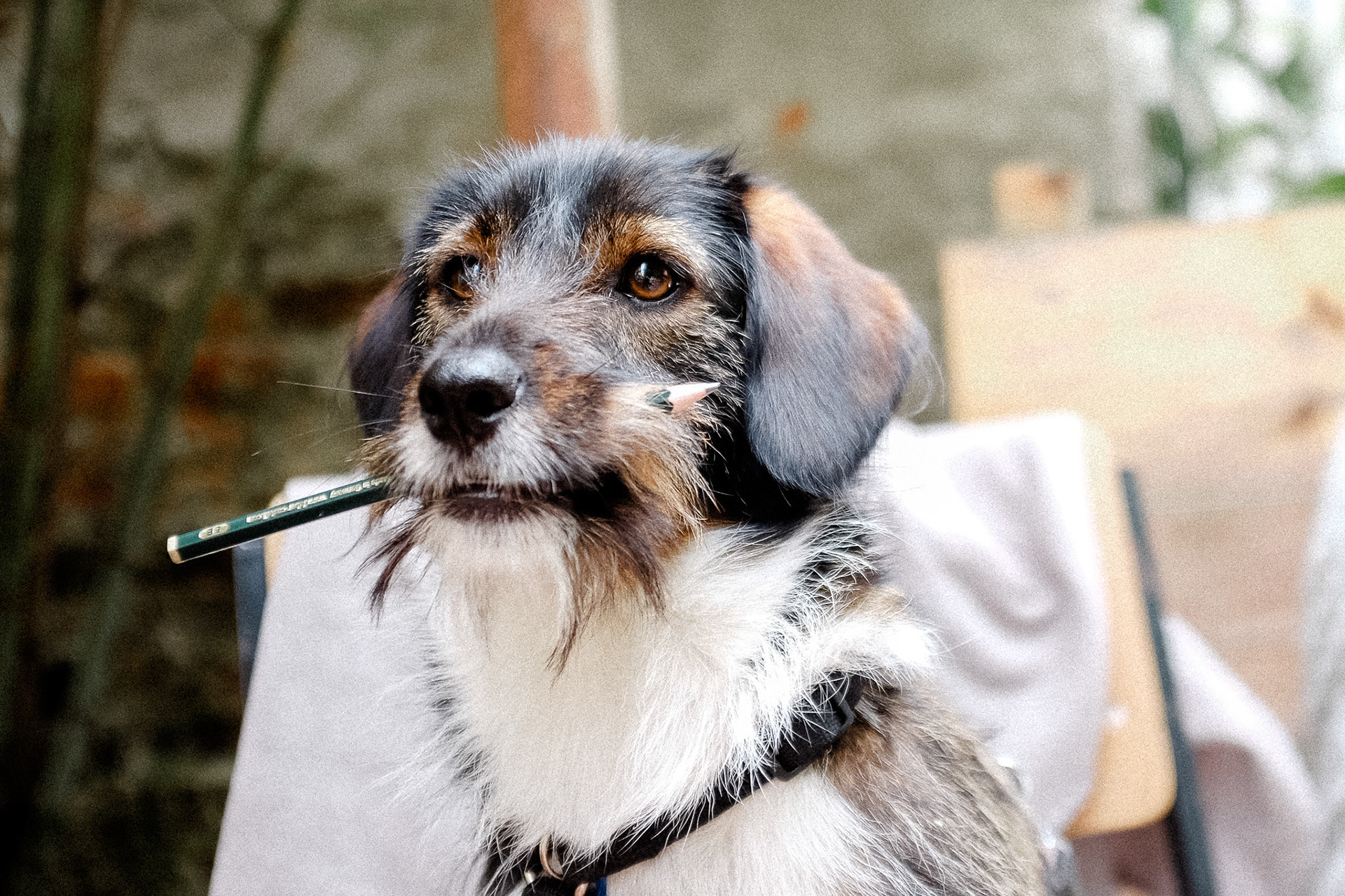 Dackel-Mix-Dame Finna