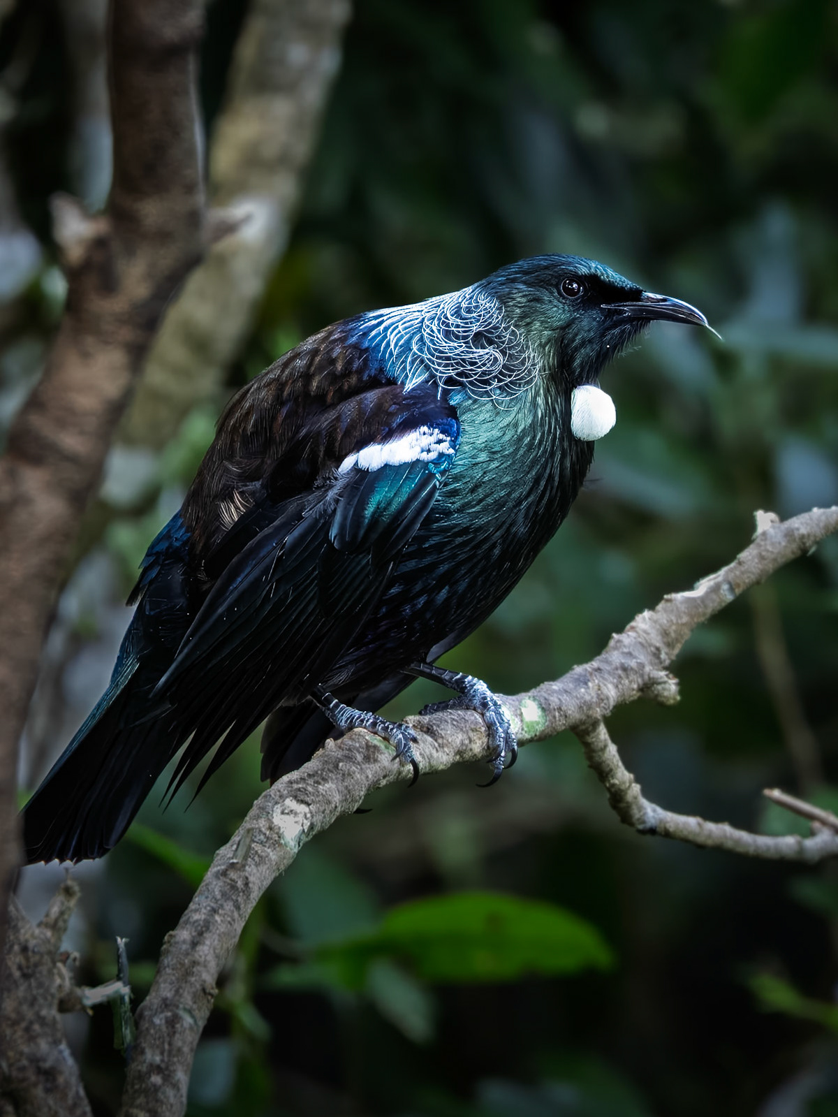 Tui bird