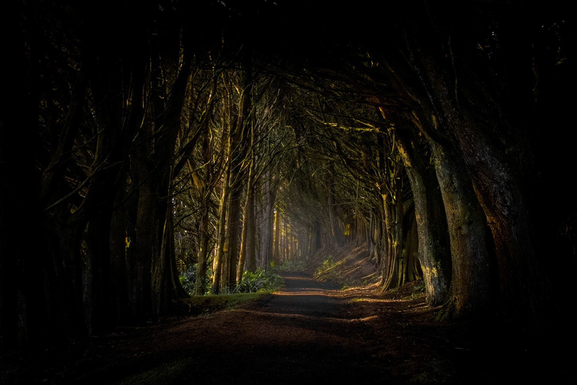 Macrocarpa Tree Tunnel