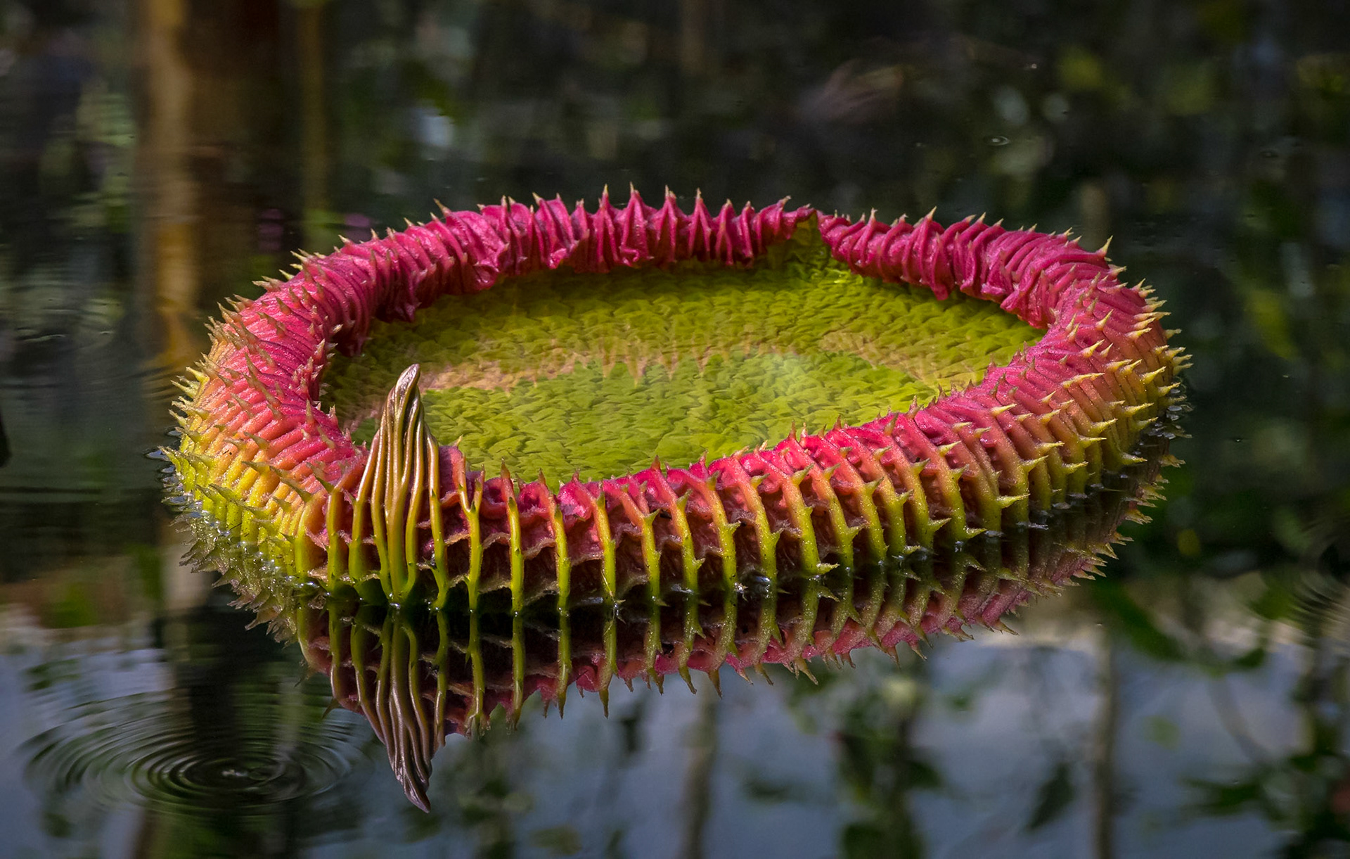Kew Gardens - giant waterlily