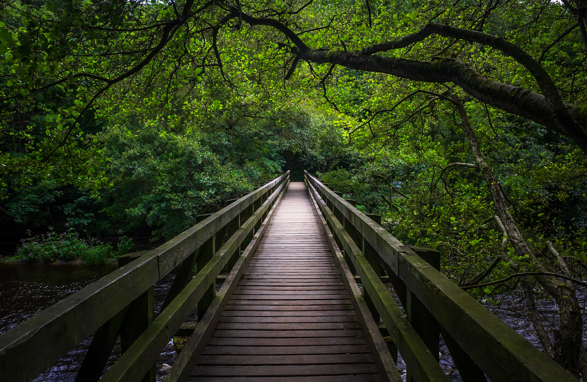 Nidd Gorge