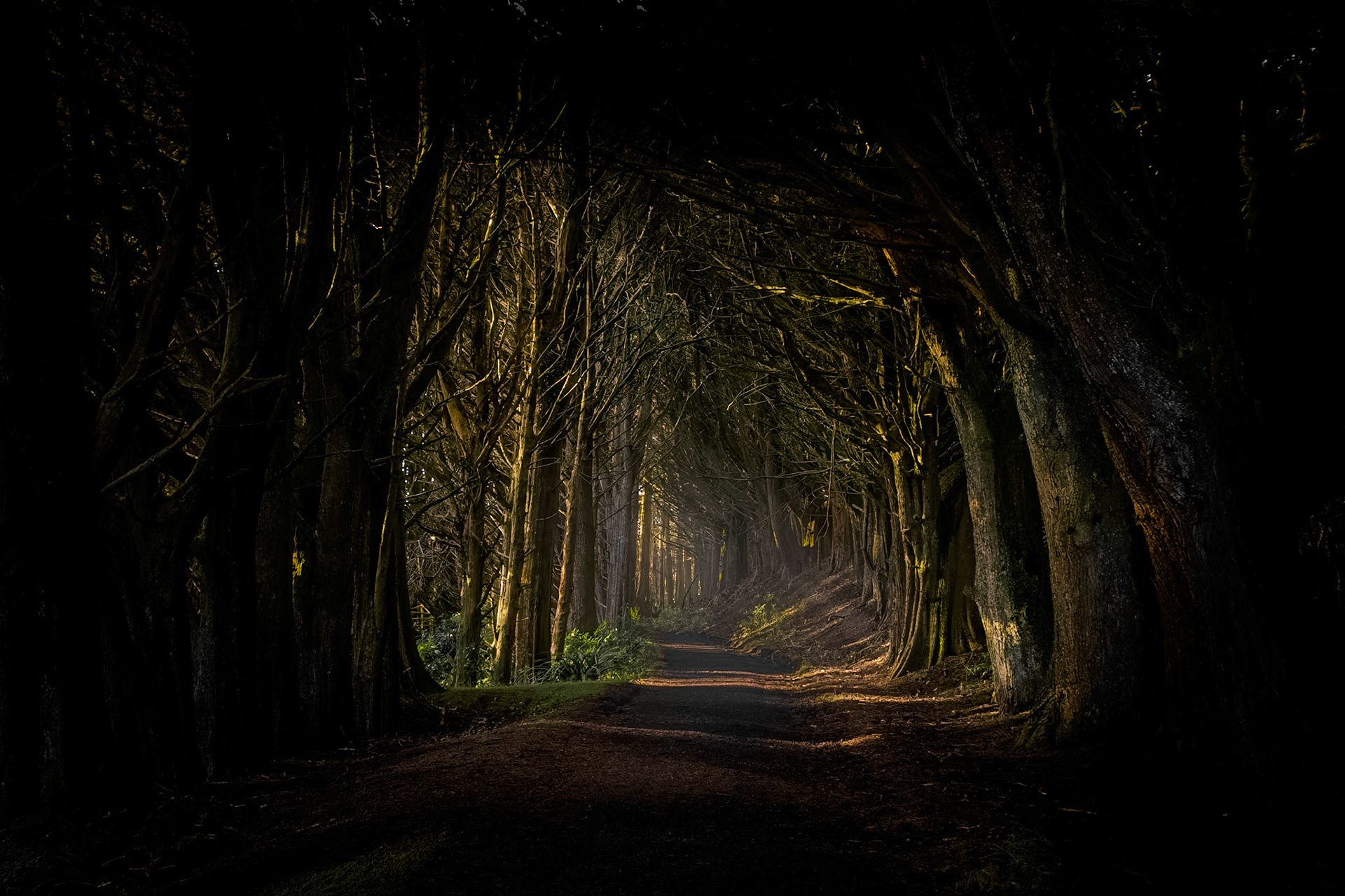 Macrocarpa Tree Tunnel