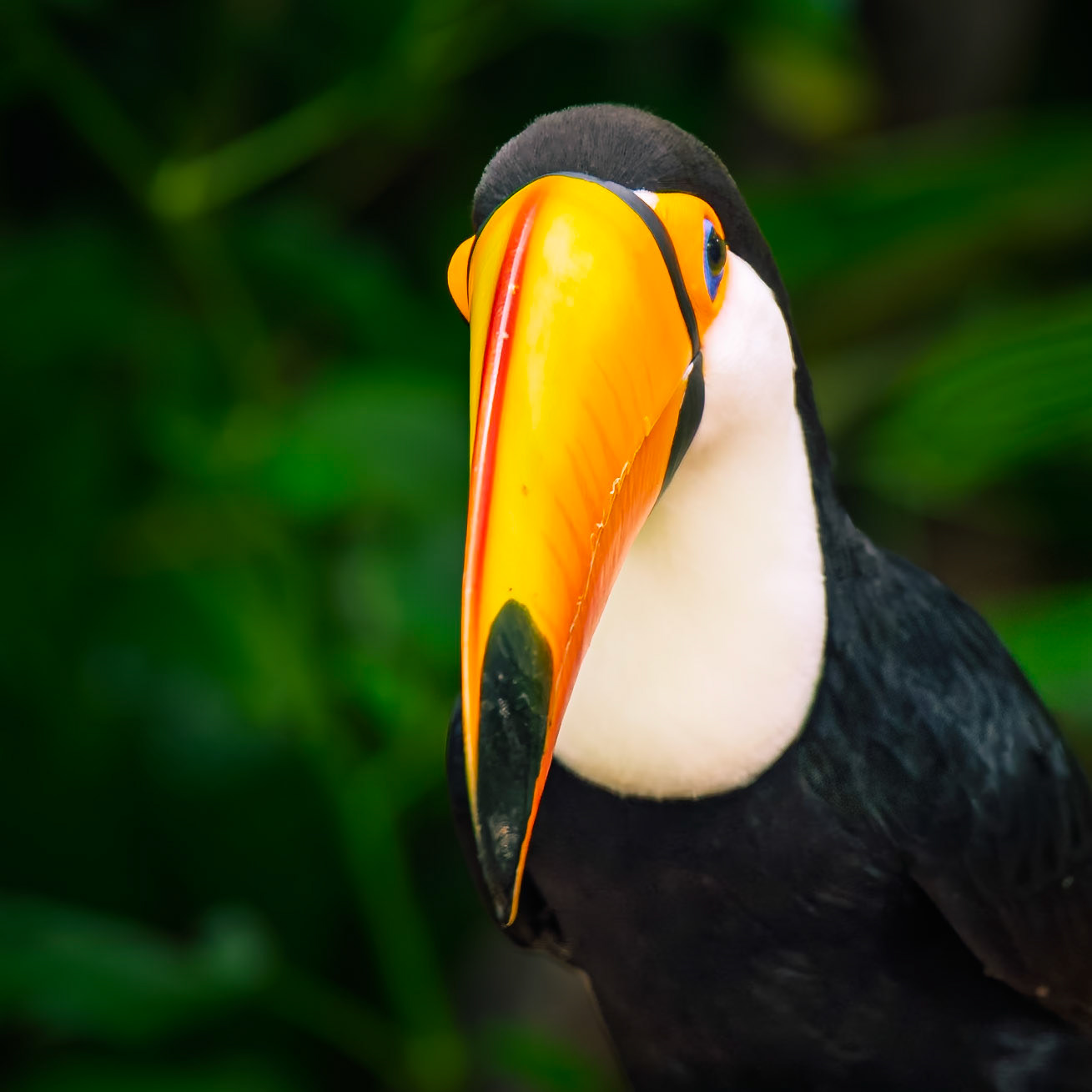 Toco Toucan