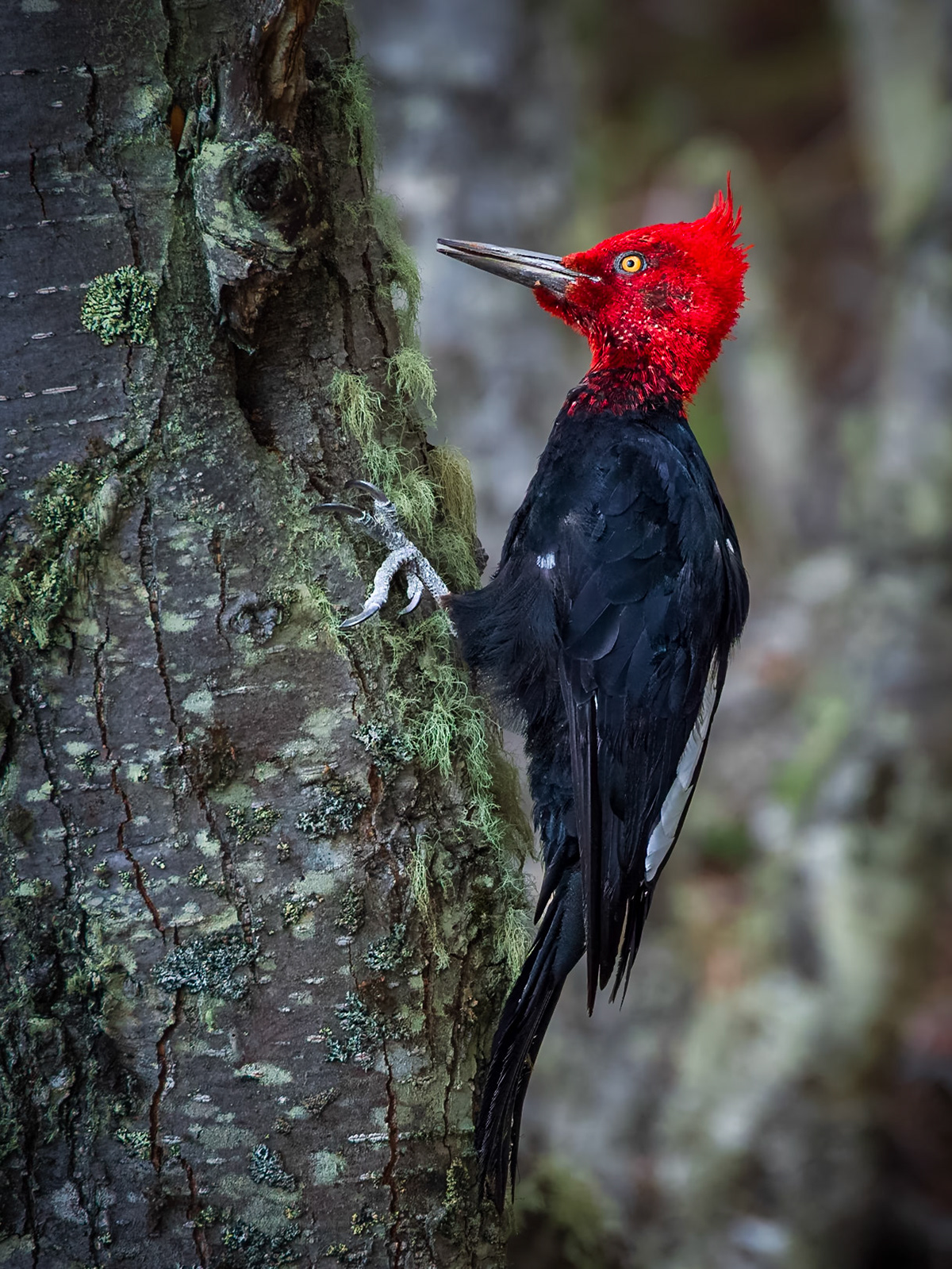 Magellanic woodpecker