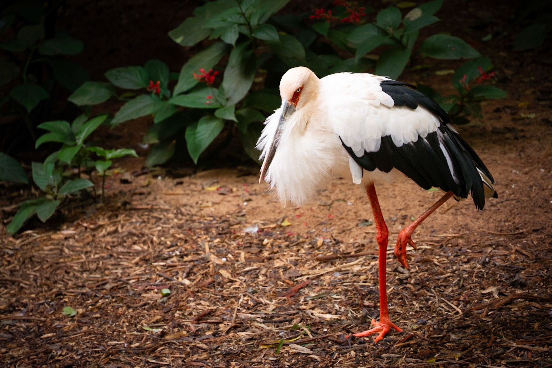 Maguari stork