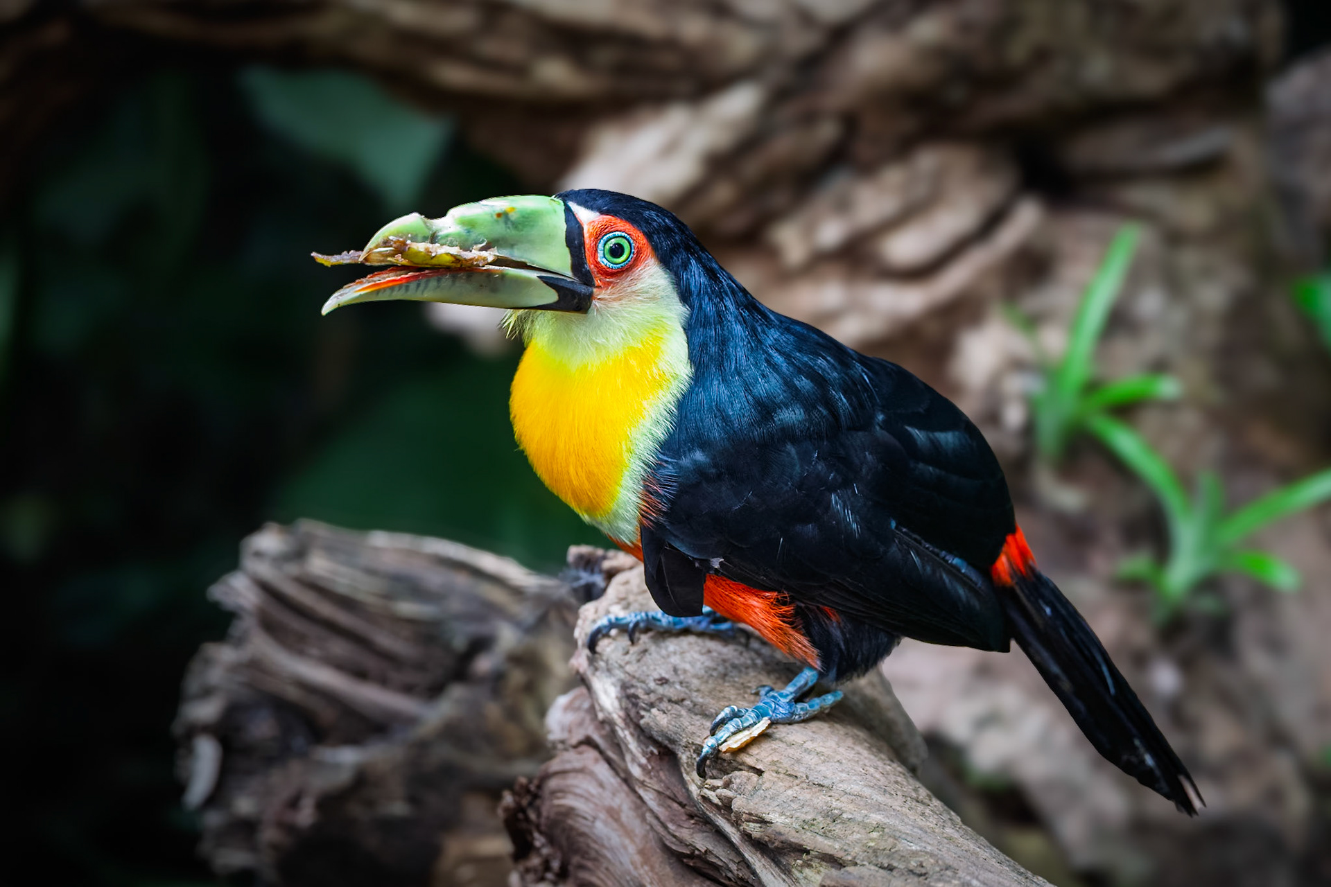 Green-billed Toucan