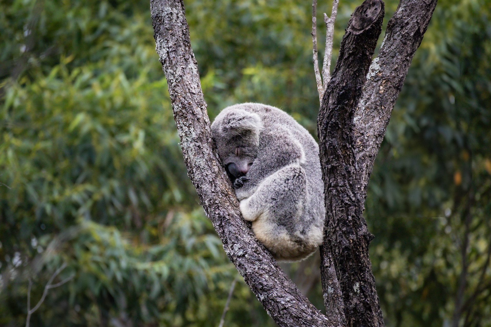 Koala
