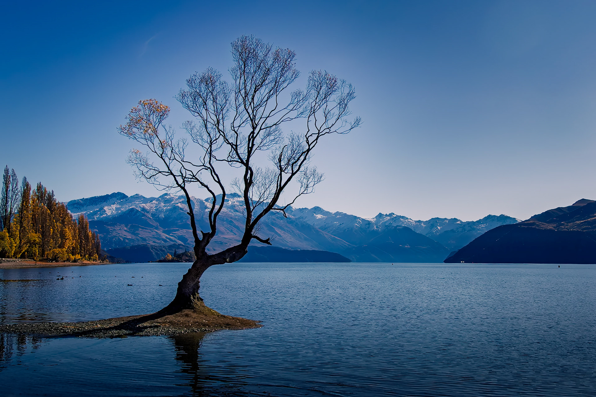 That Wanaka Tree