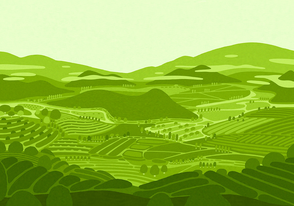 Green Tea Fields, 2025