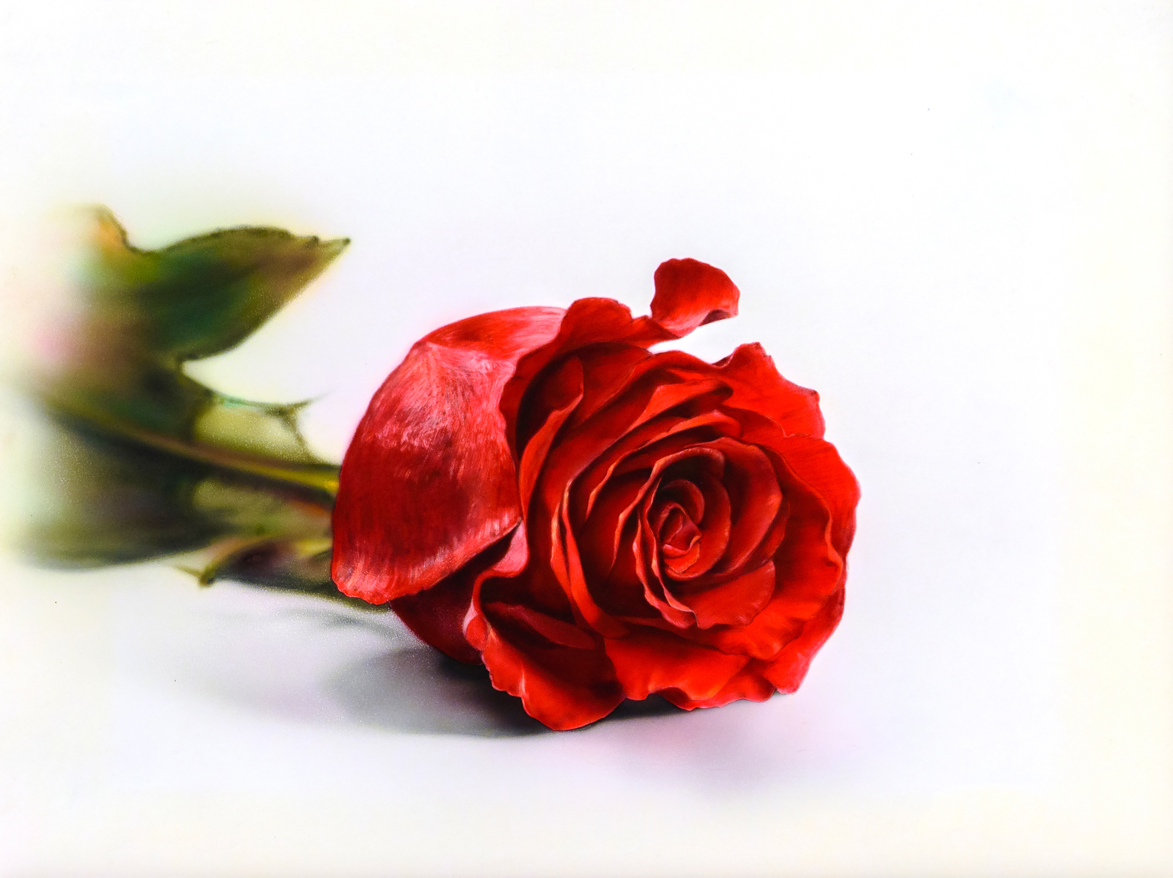 Red Rose, airbrush acrylic ink on masonite panel, 12"x18", 2018