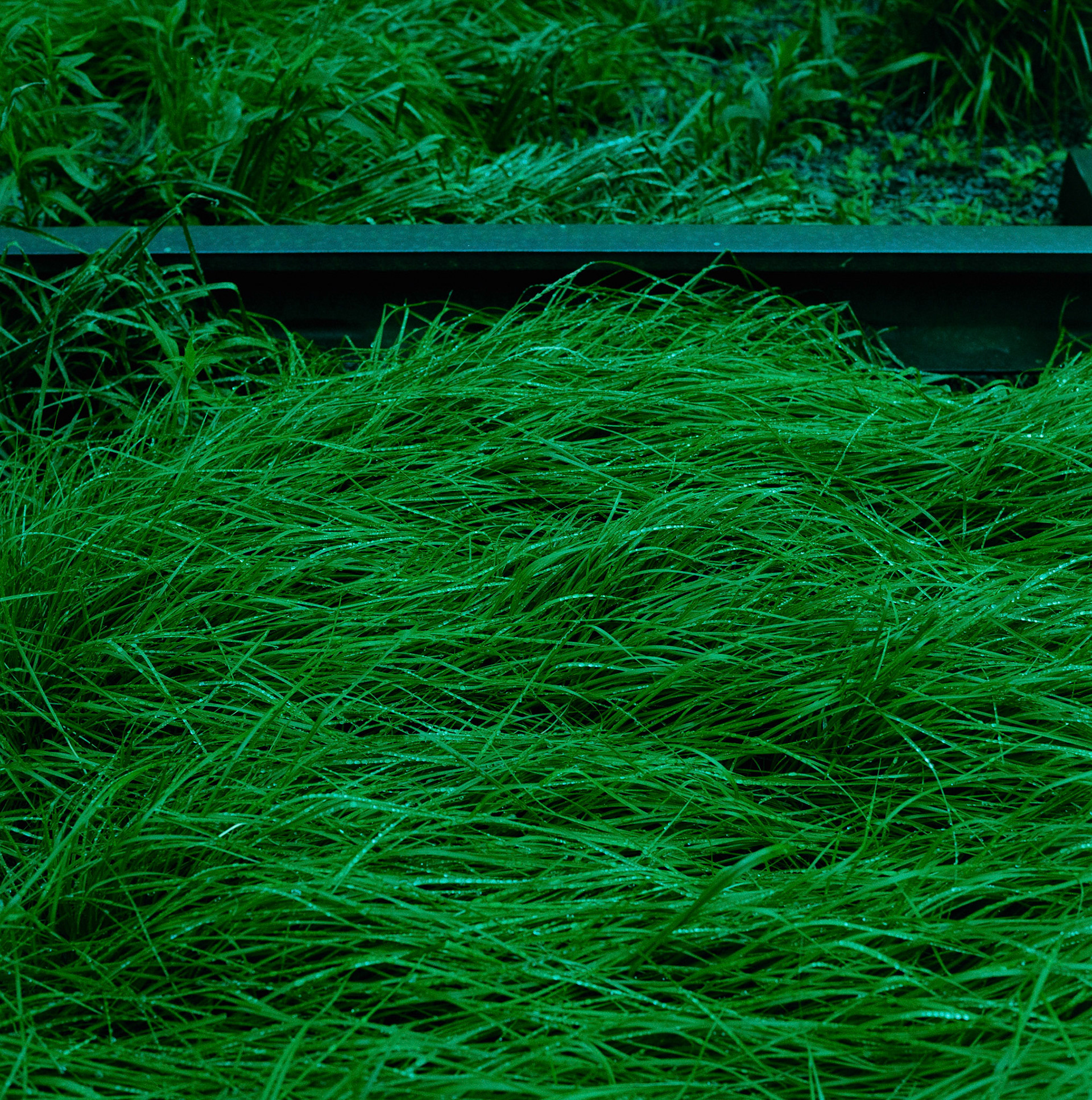 Negative Lab Pro v2.3.0 | Color Model: Basic | Pre-Sat: 3 | Tone Profile: LAB - Standard | WB: Auto-Neutral | LUT: Frontier