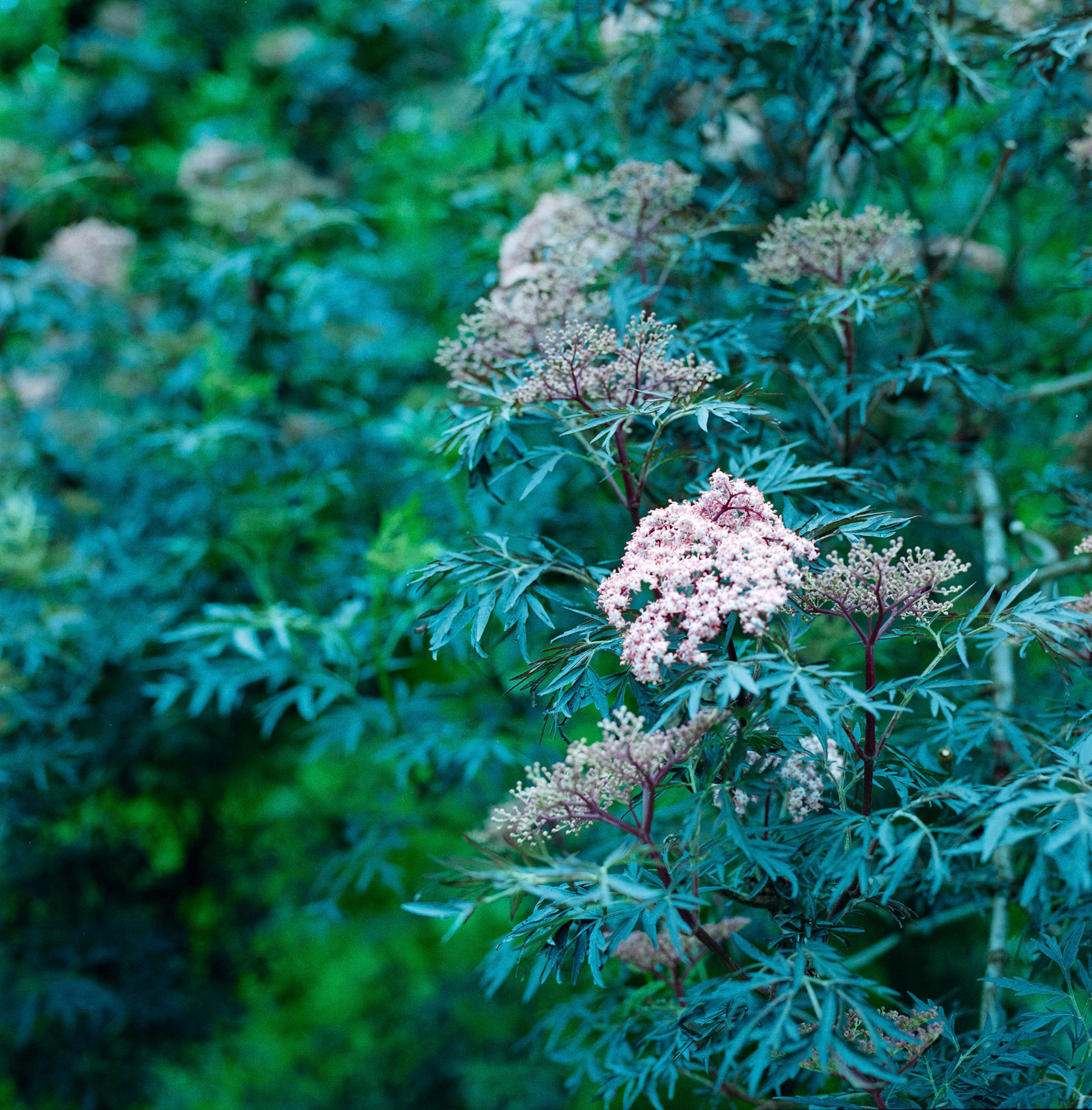 Negative Lab Pro v2.3.0 | Color Model: Basic | Pre-Sat: 3 | Tone Profile: LAB - Standard | WB: Auto-Neutral | LUT: Frontier