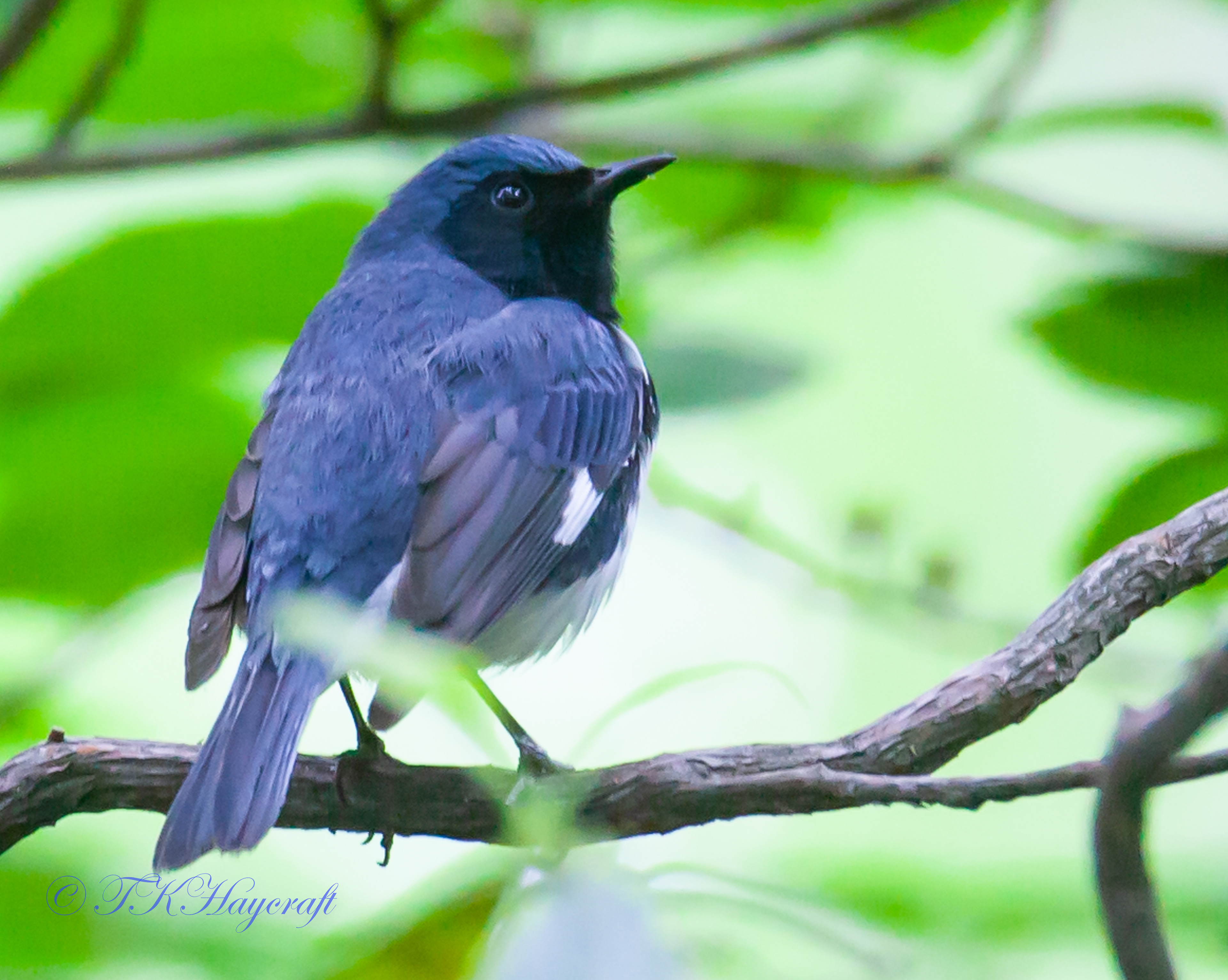 Black Throated Blue Warbler