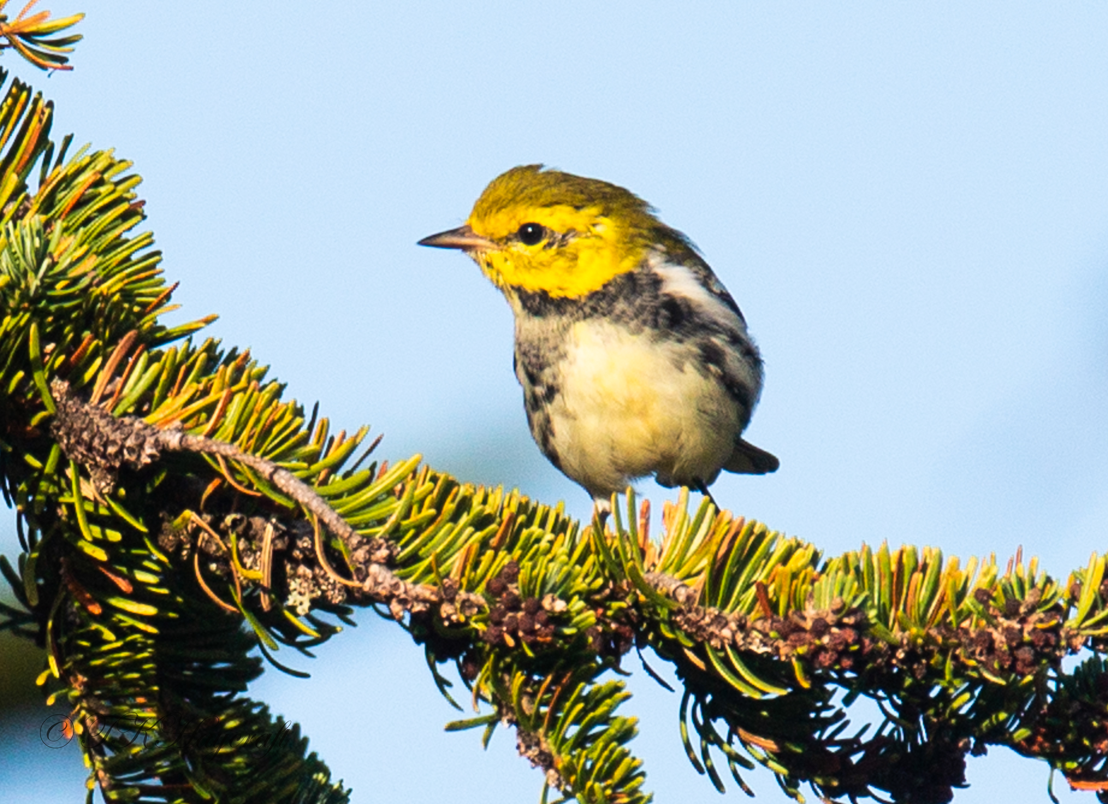 Black Throated Green Warbler