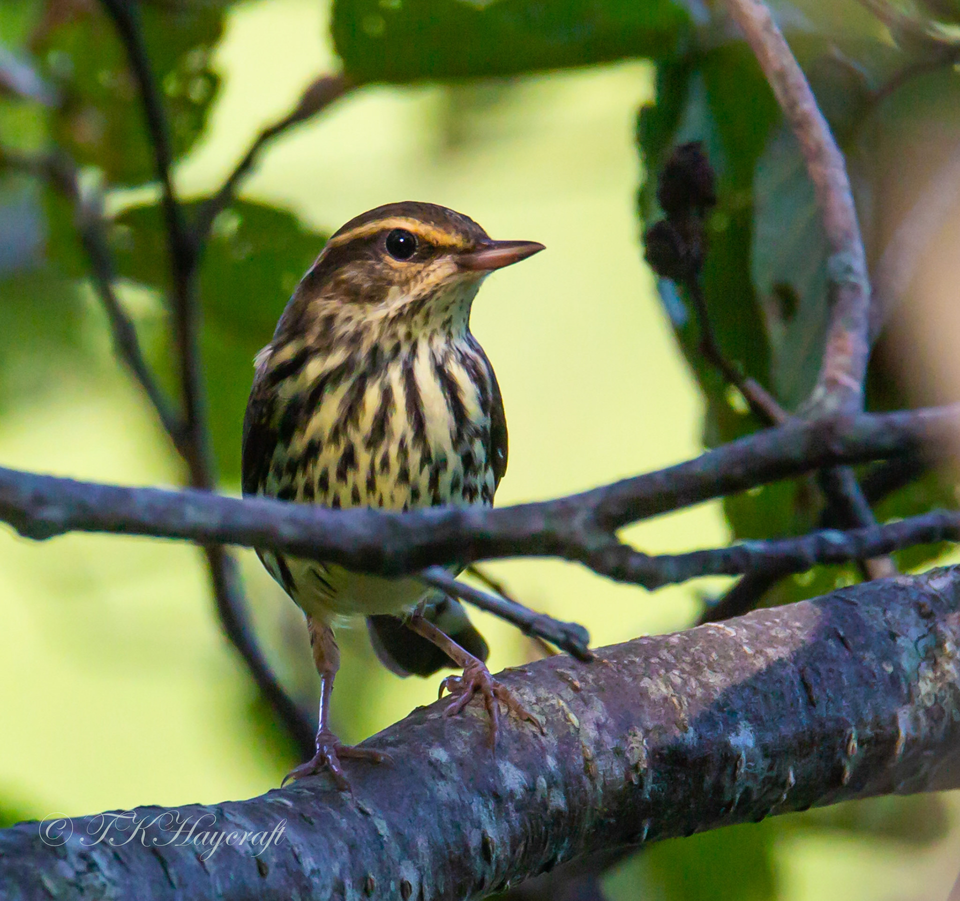Northern Waterthrush