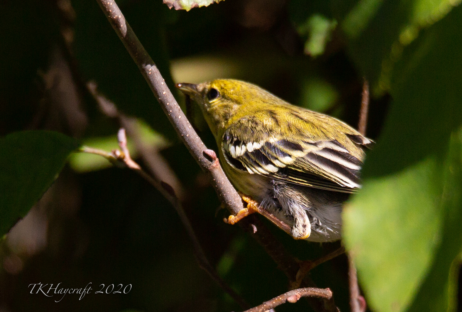 Blackpoll Warbler