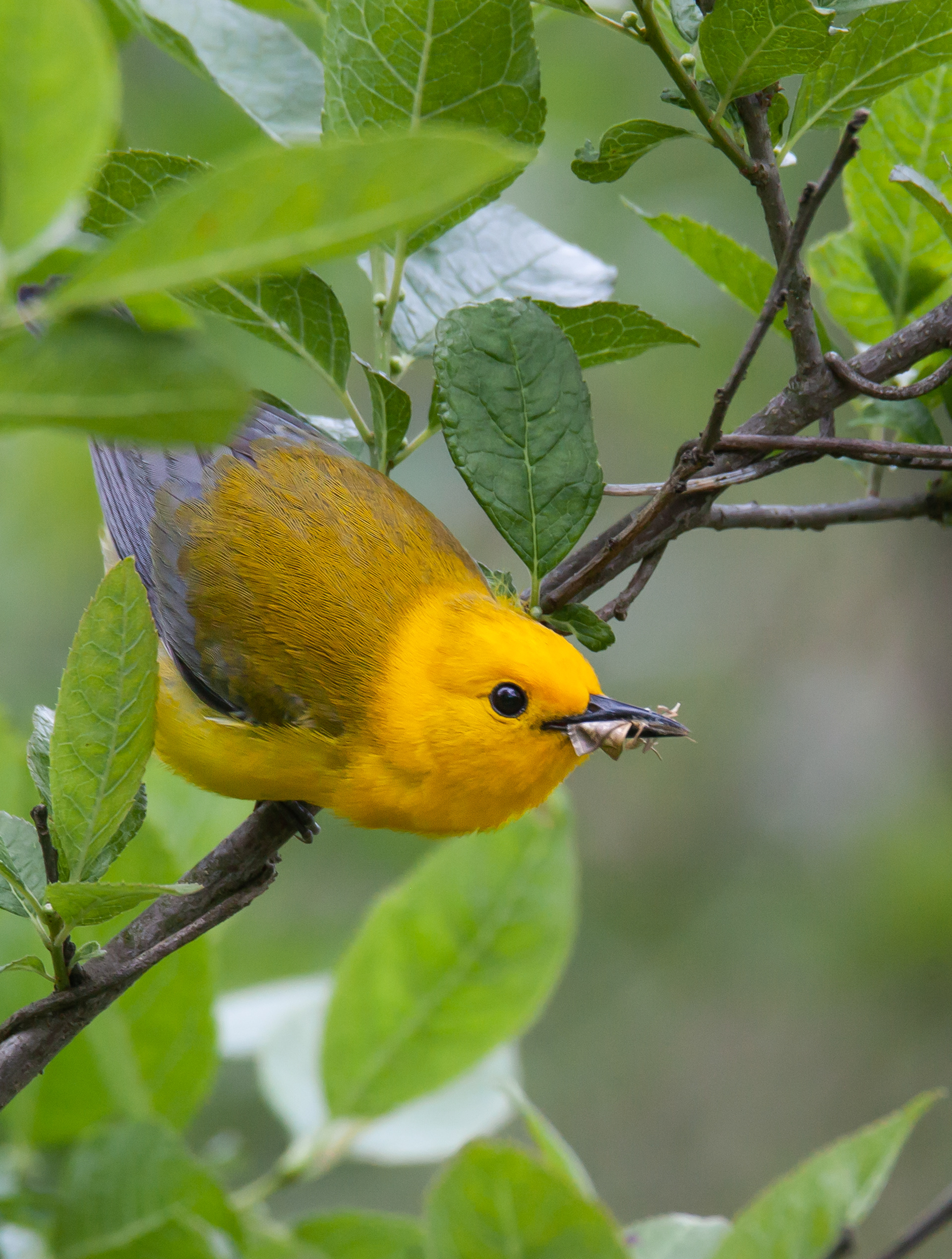 prothonotary Warbler