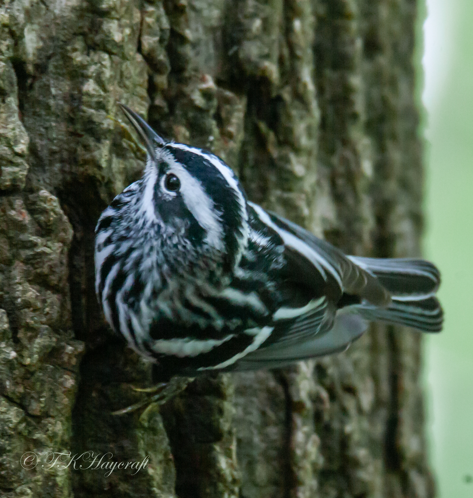 Black and White Warbler