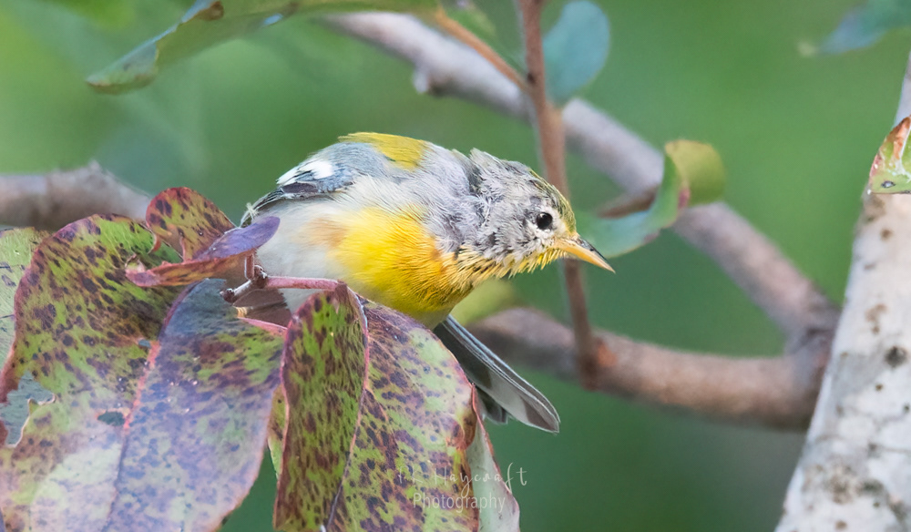 Juvenile Northern Parula