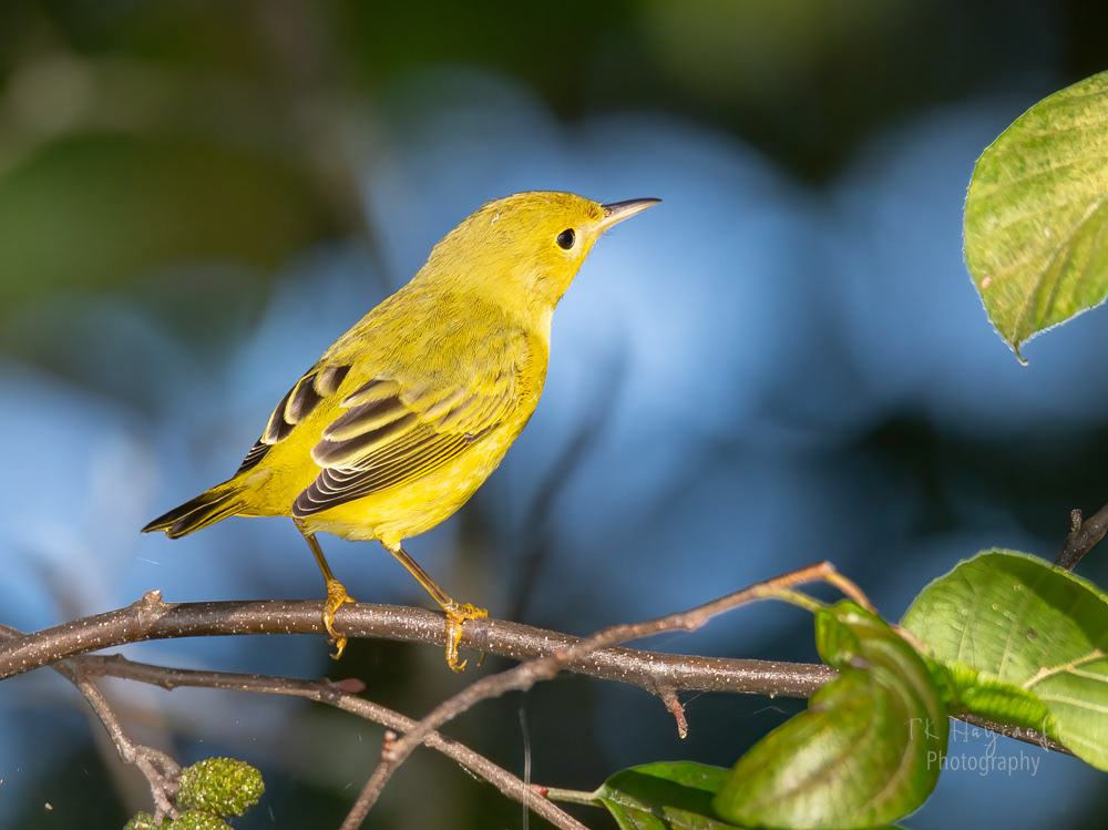 Yellow Warbler